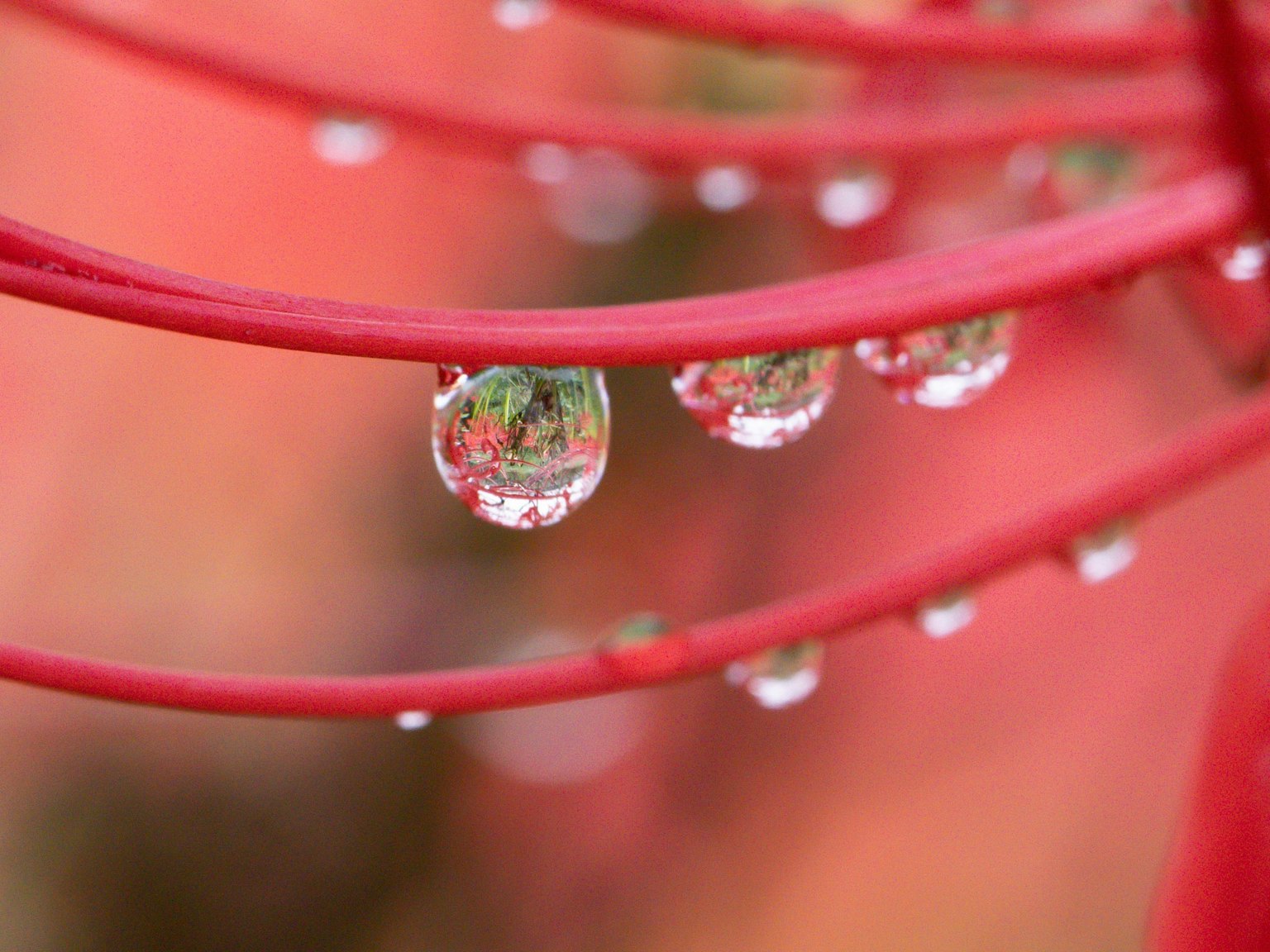 Gros plan de gouttes d'eau sur des tiges de fleurs rouges