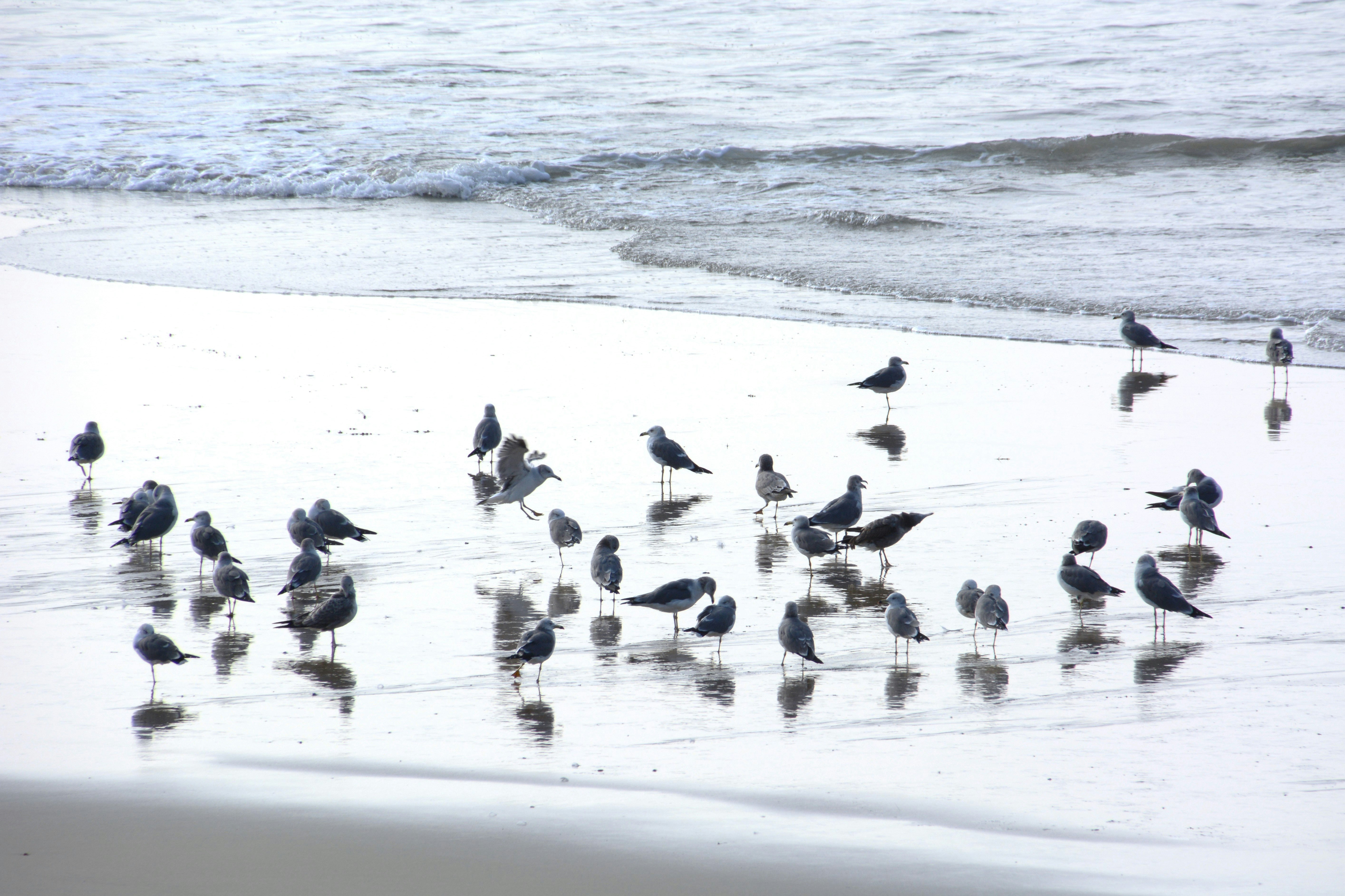 波打ち際で餌を探すカモメの群れ