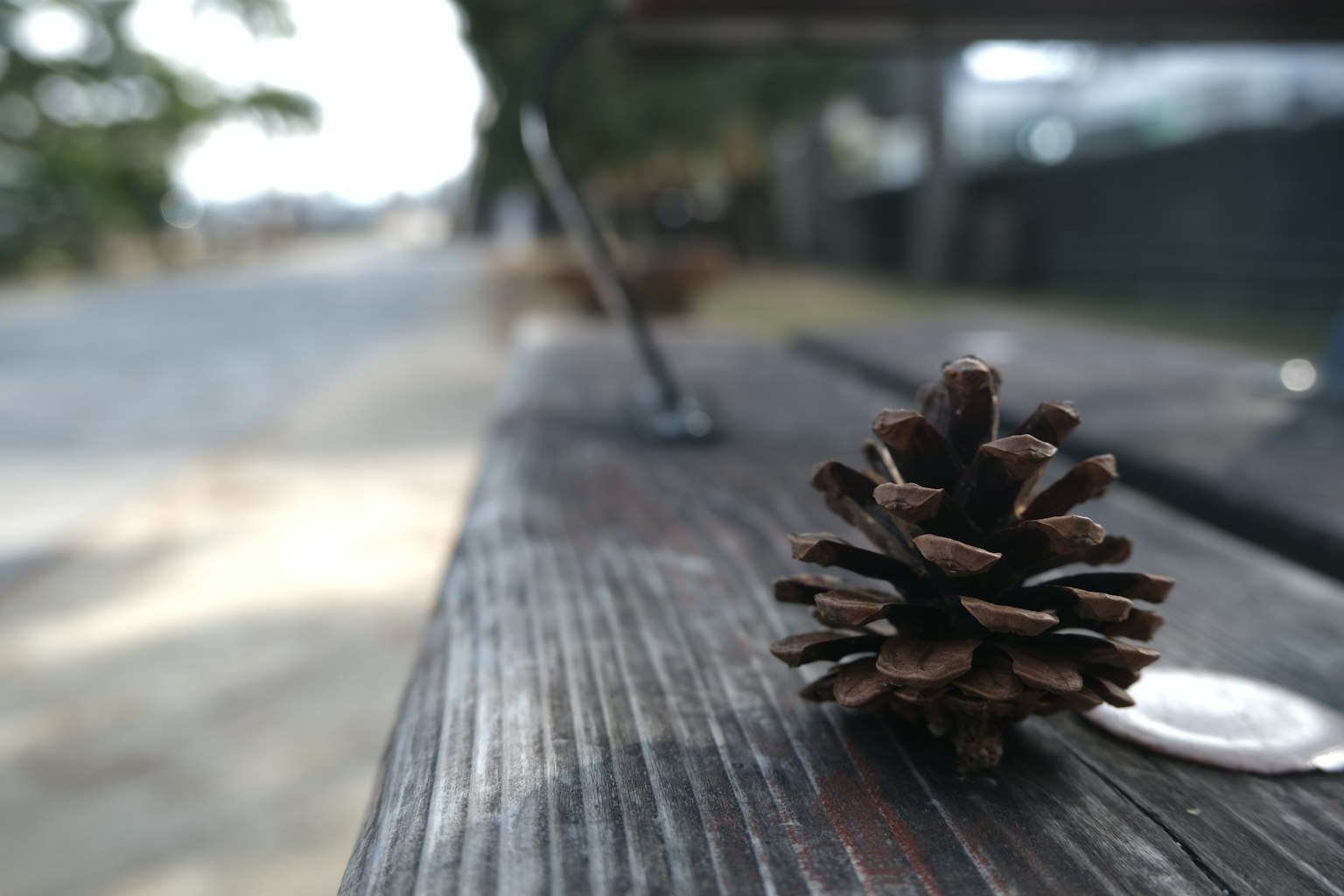 Close-up of a pine cone on a wooden bench with a coin nearby