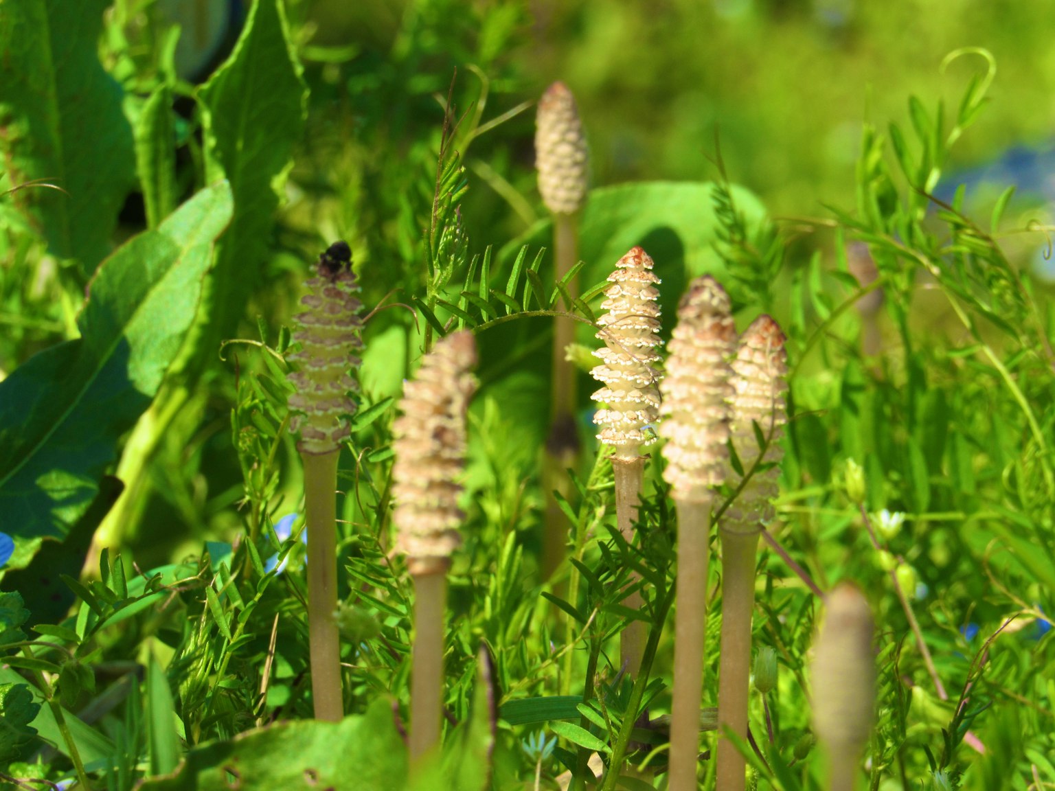 Mehrere Schachtelhalme stehen im grünen Gras