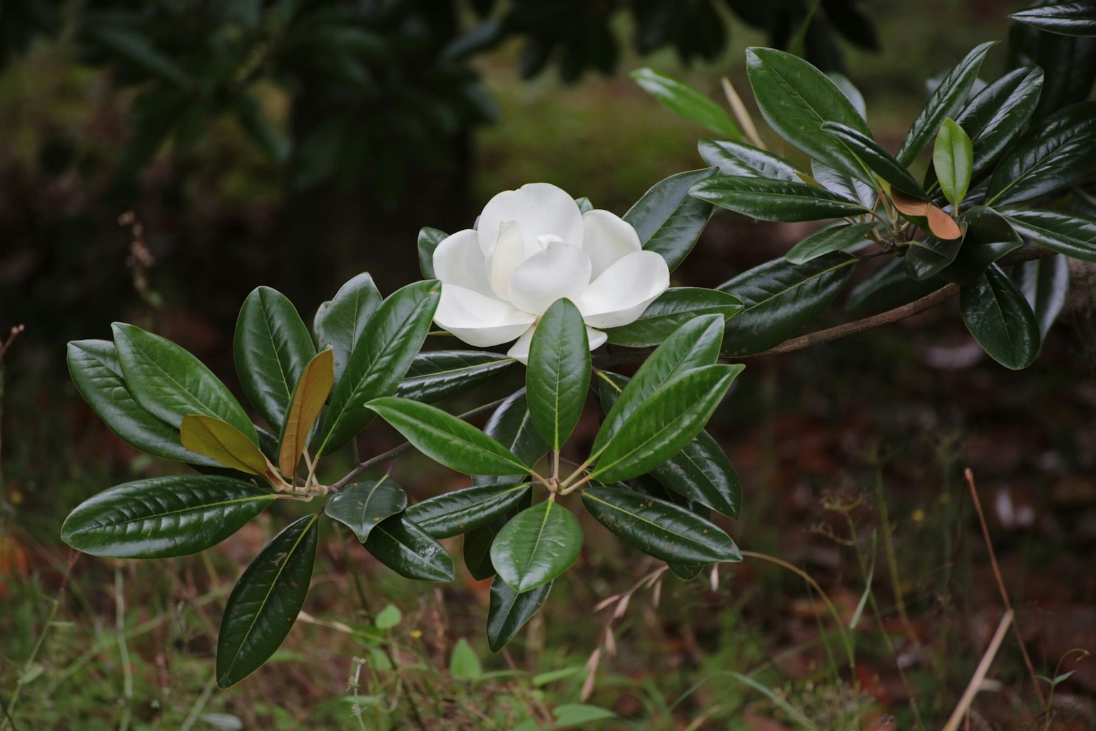 带有白色花朵和绿色叶子的枝条
