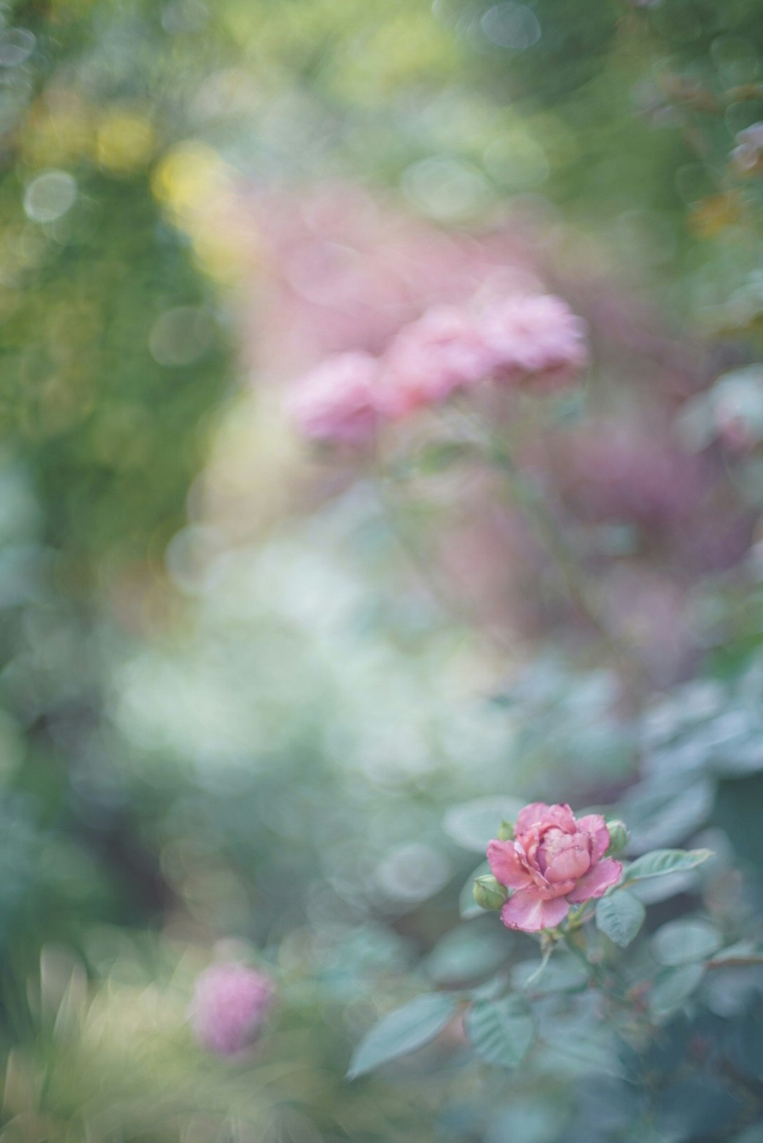 ピンクの花が咲くボケのある庭の草花