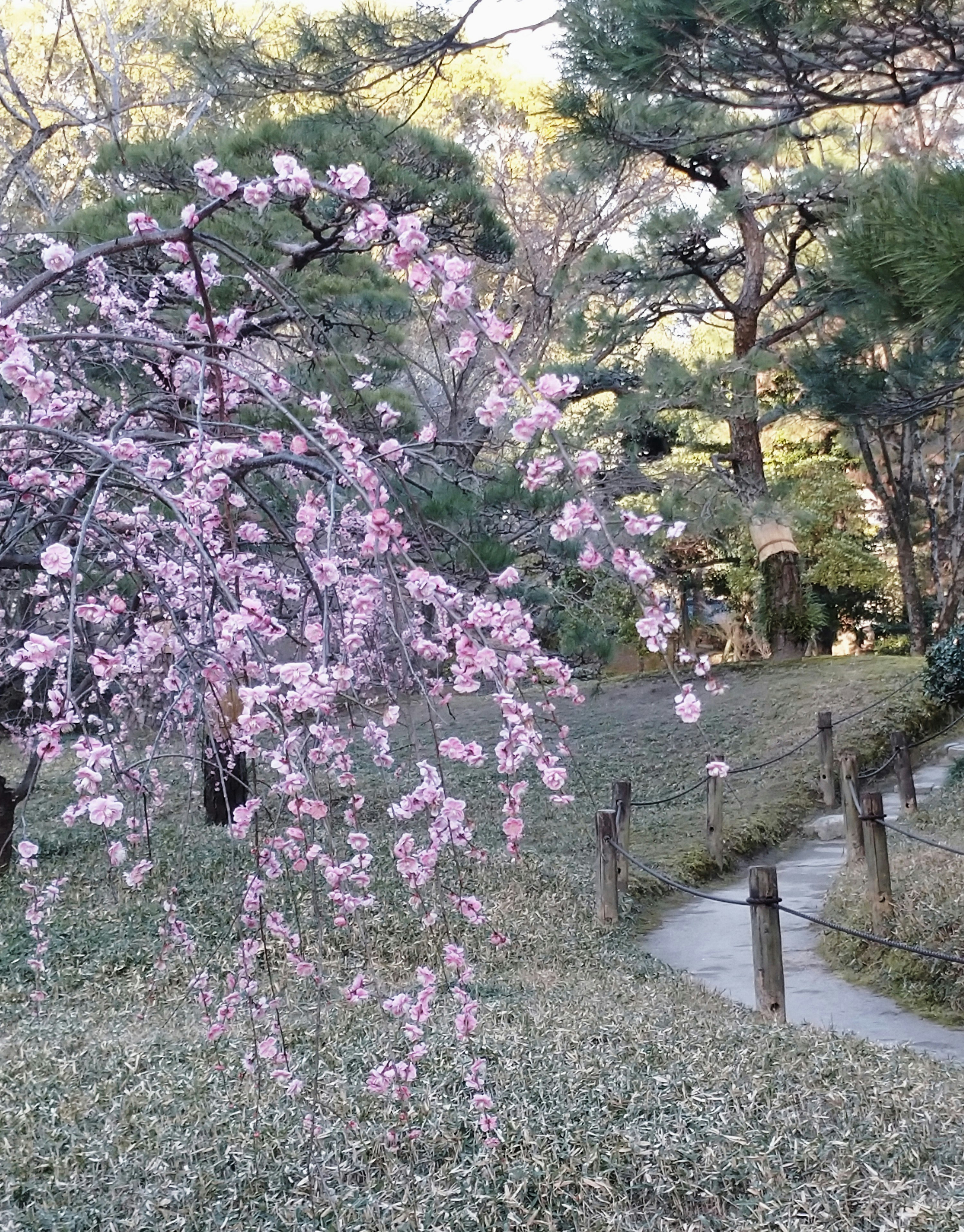 ピンクの梅の花が咲く小道の庭園