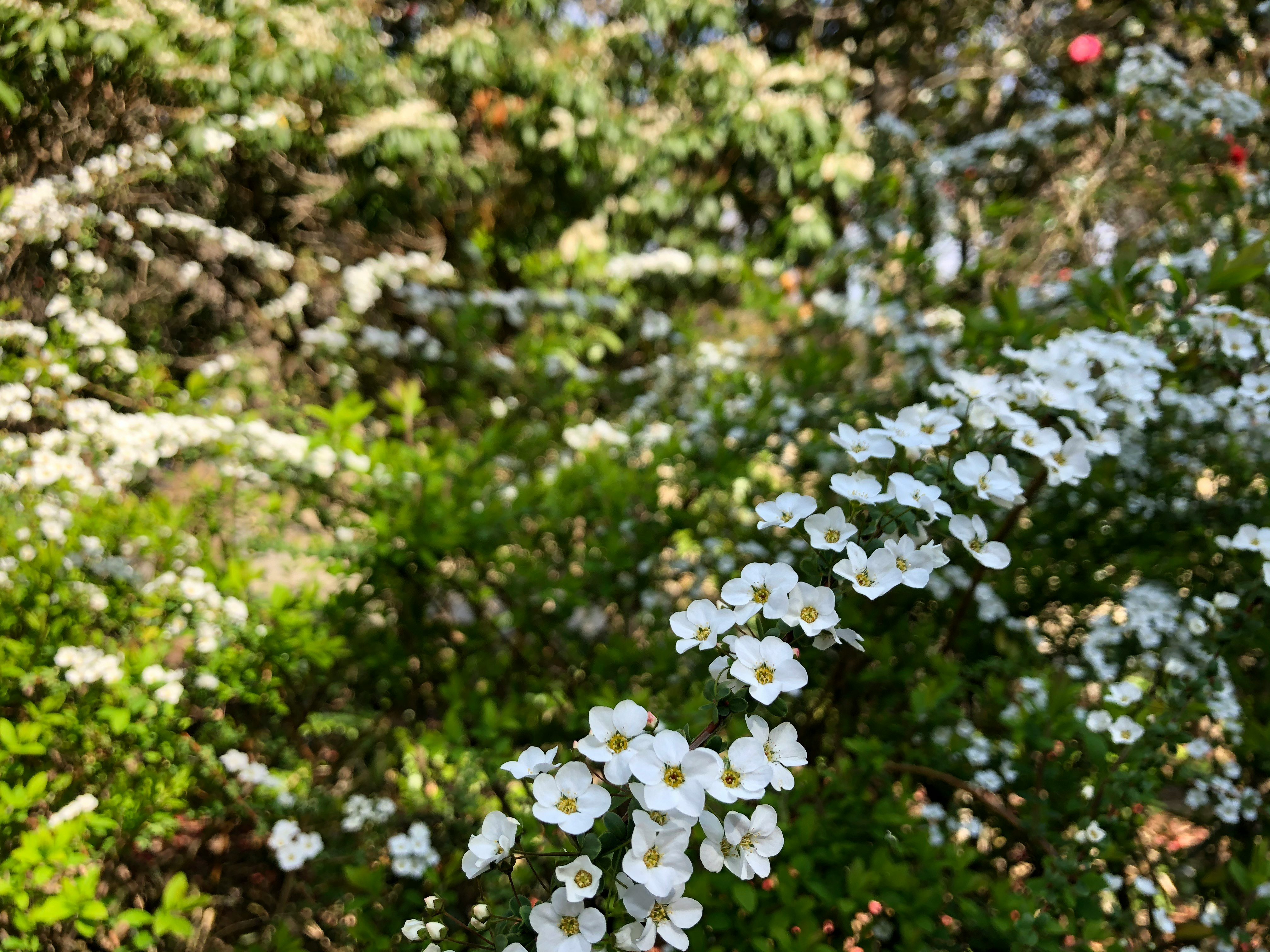 white flowers blooming in a green garden bed