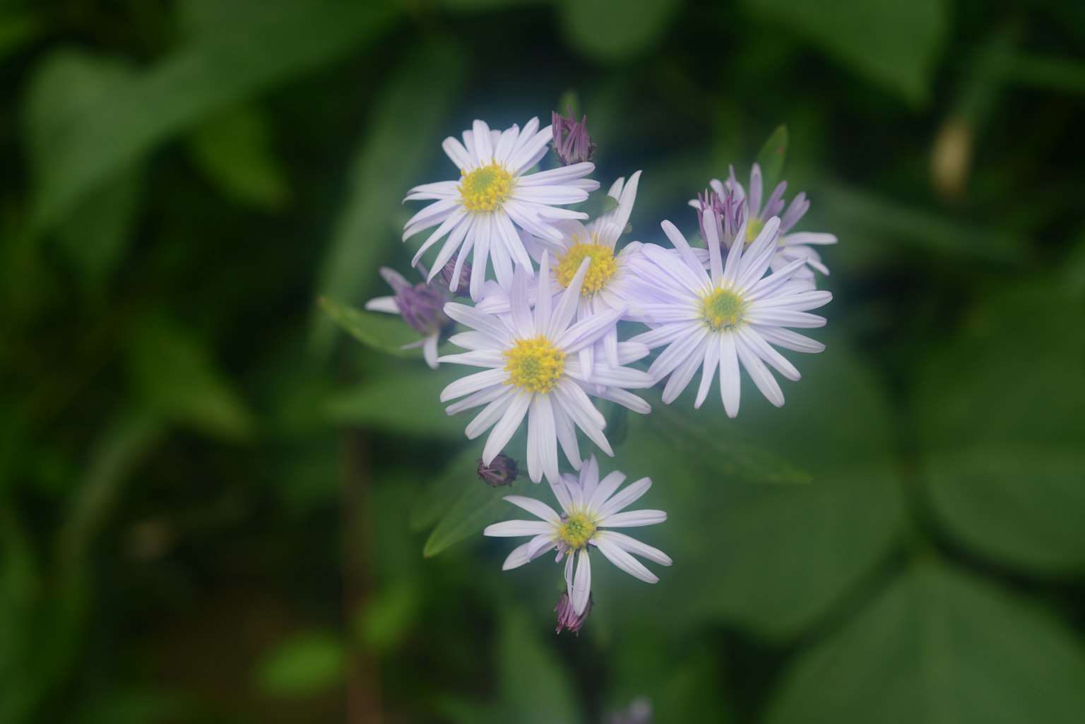 Un petit bouquet de fleurs violettes pâles entouré de feuilles vertes
