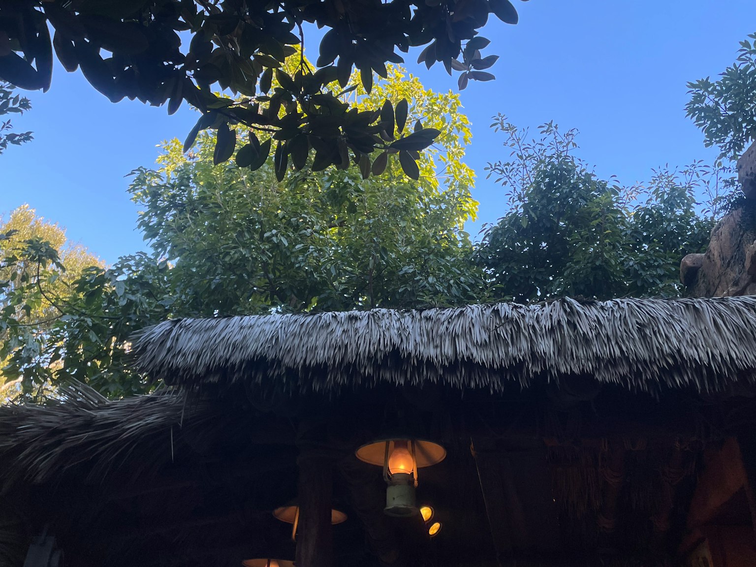 Thatched roof under a clear blue sky surrounded by lush green trees