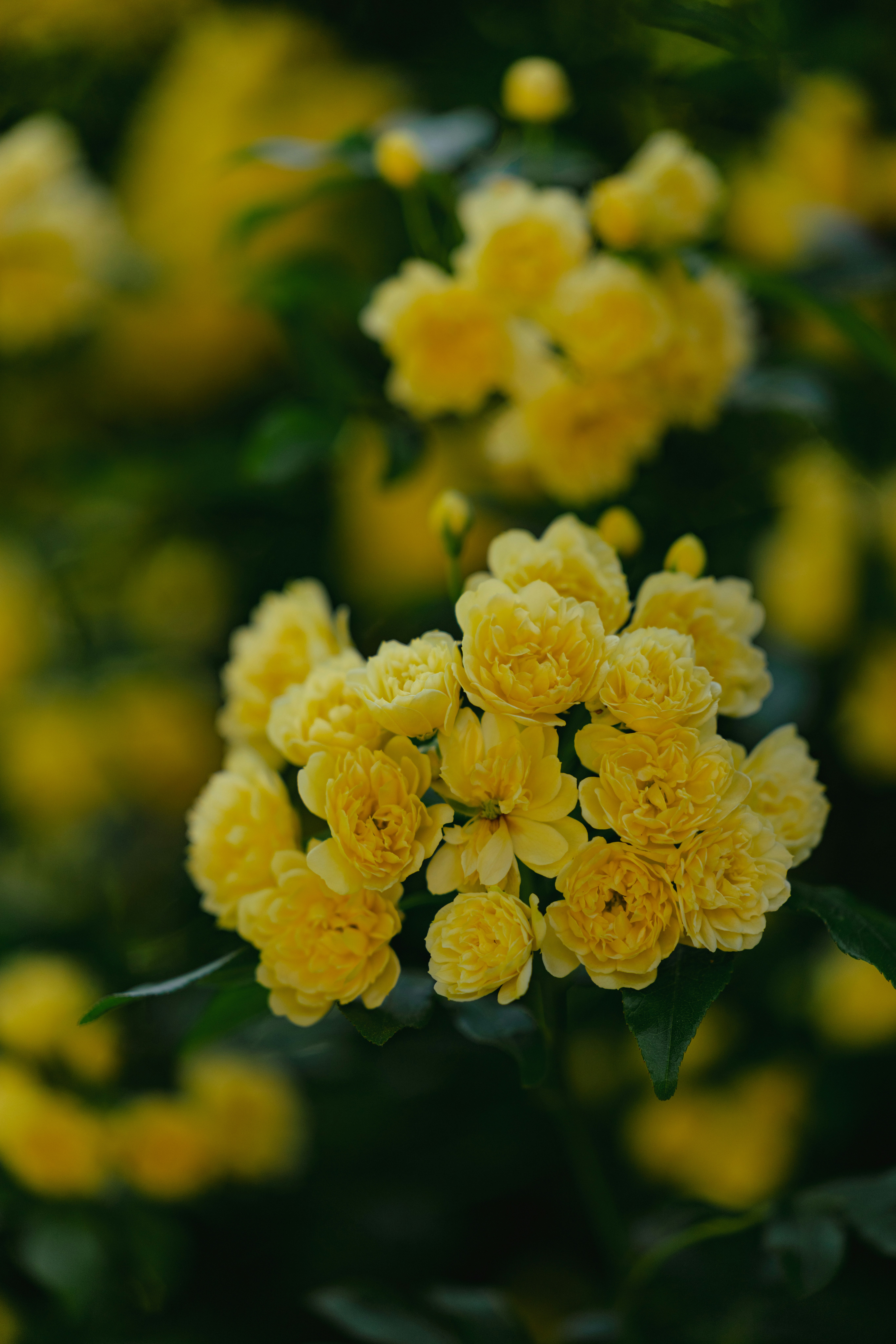 黄色いモッコウバラの花束のような房