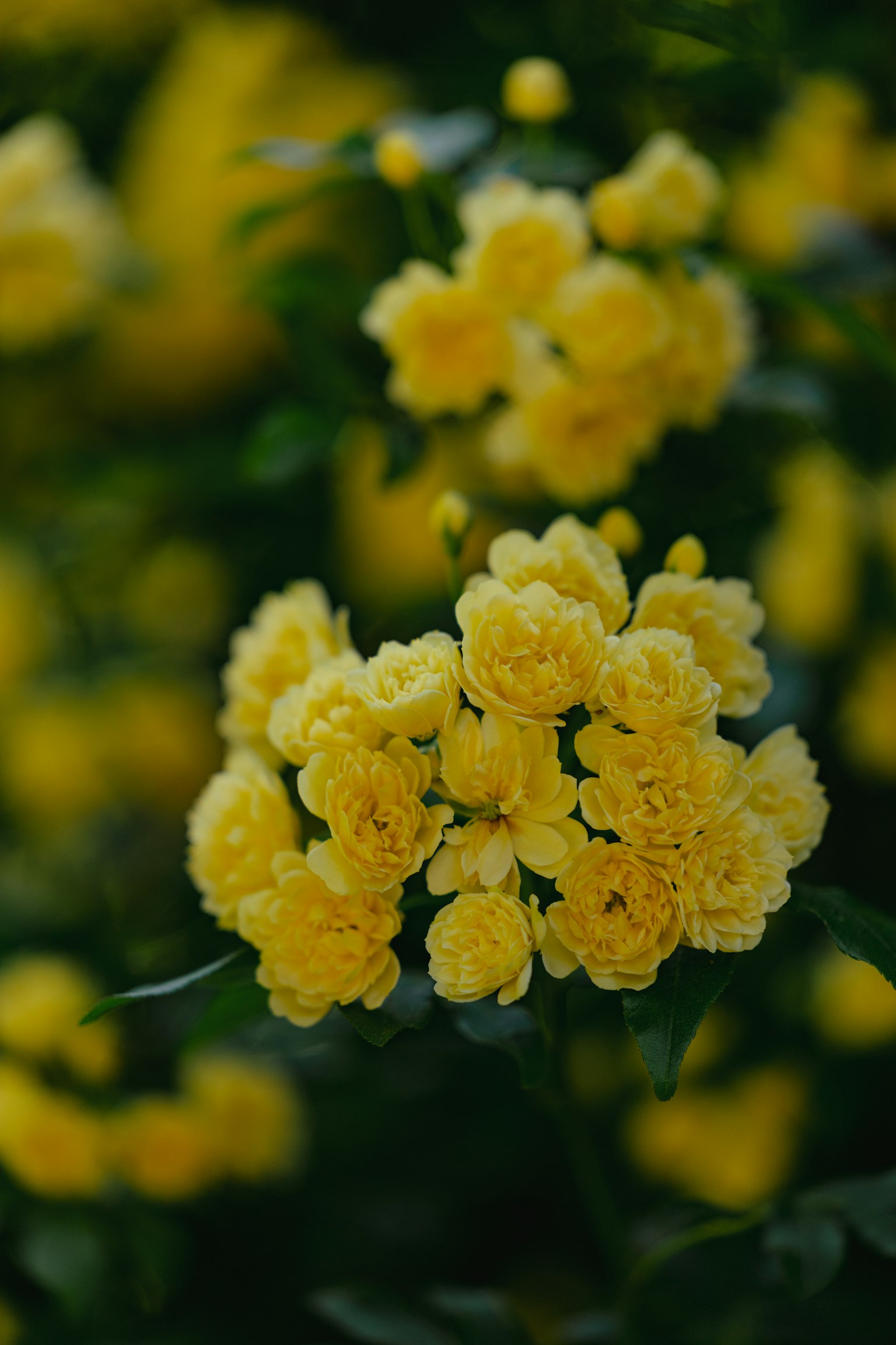 Gros plan de fleurs jaunes vives en fleurs sur une plante