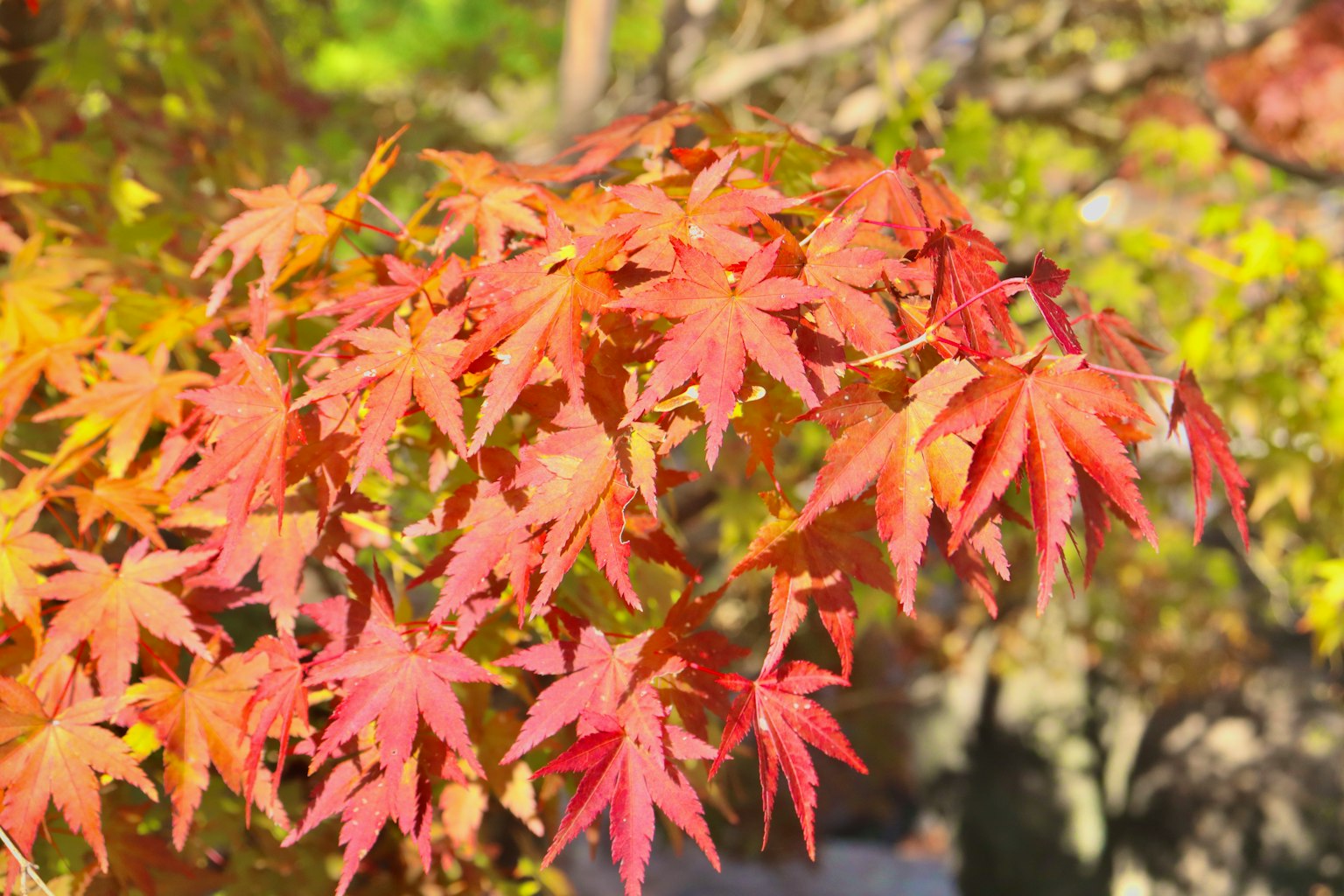 Primo piano di foglie di acero rosse vivaci
