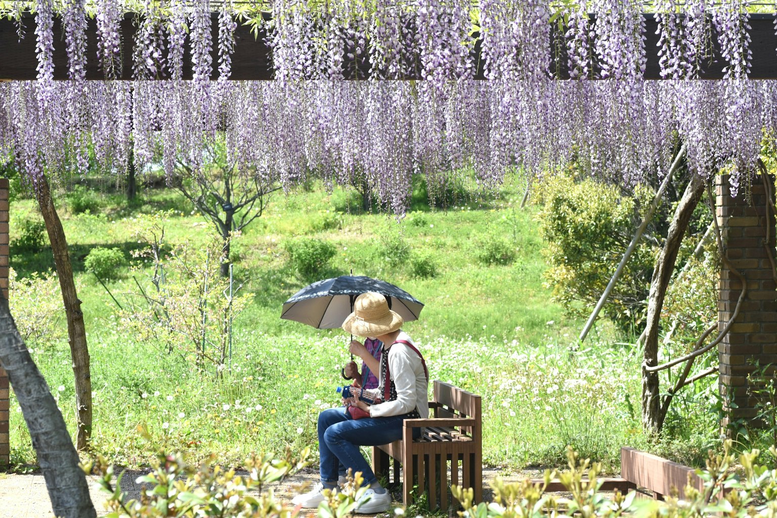 Coppia seduta sotto fiori di glicine viola in un campo verde