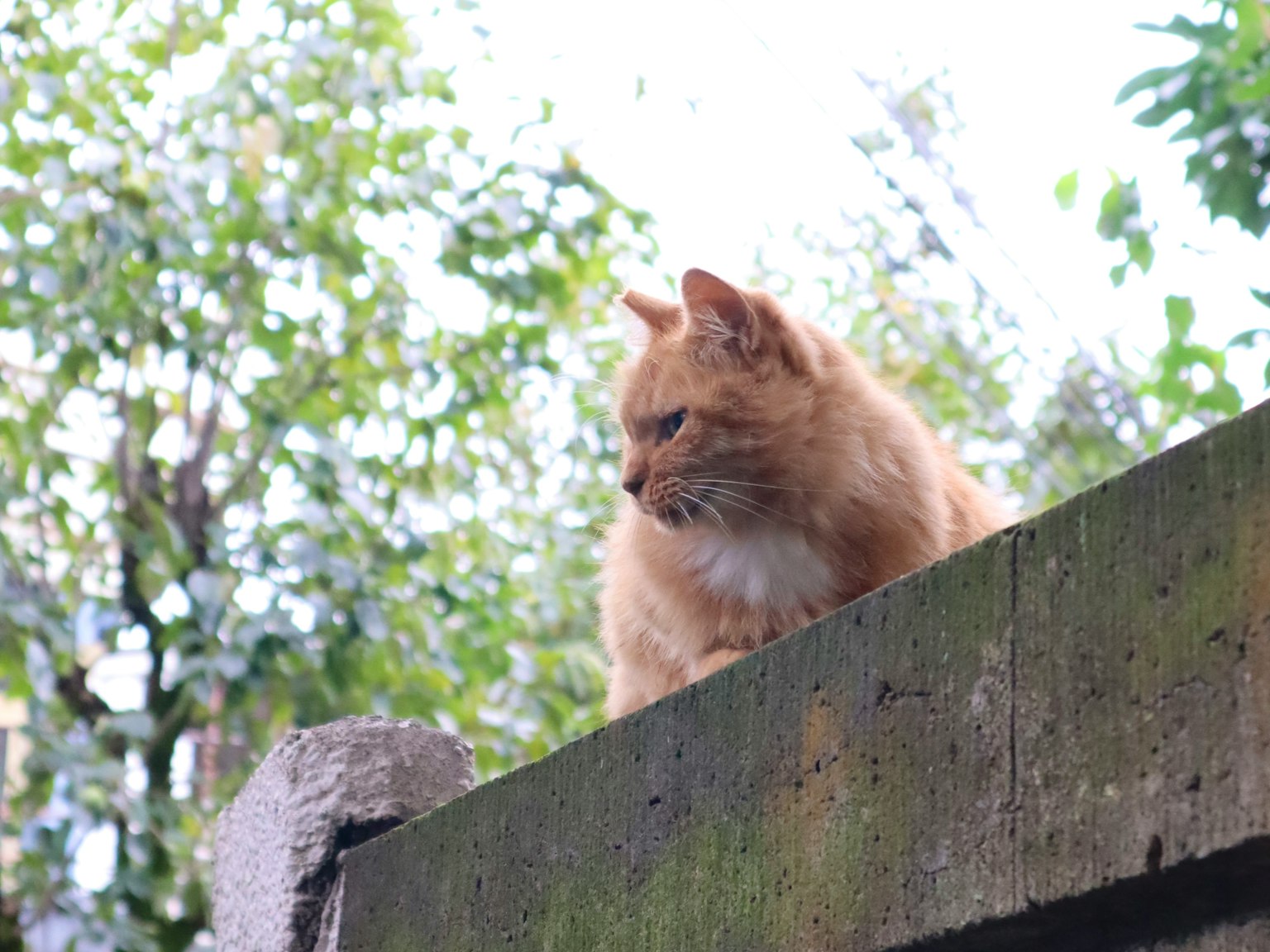 Image d'un chat orange assis sur un rebord avec de la verdure en arrière-plan