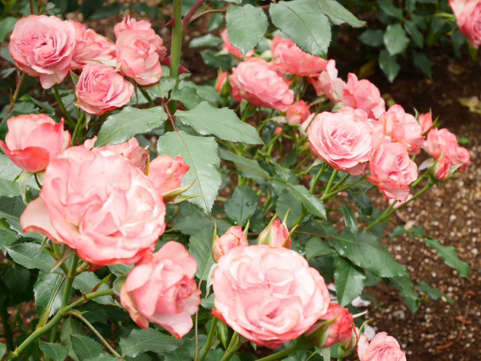 A garden scene featuring blooming pink roses surrounded by green leaves