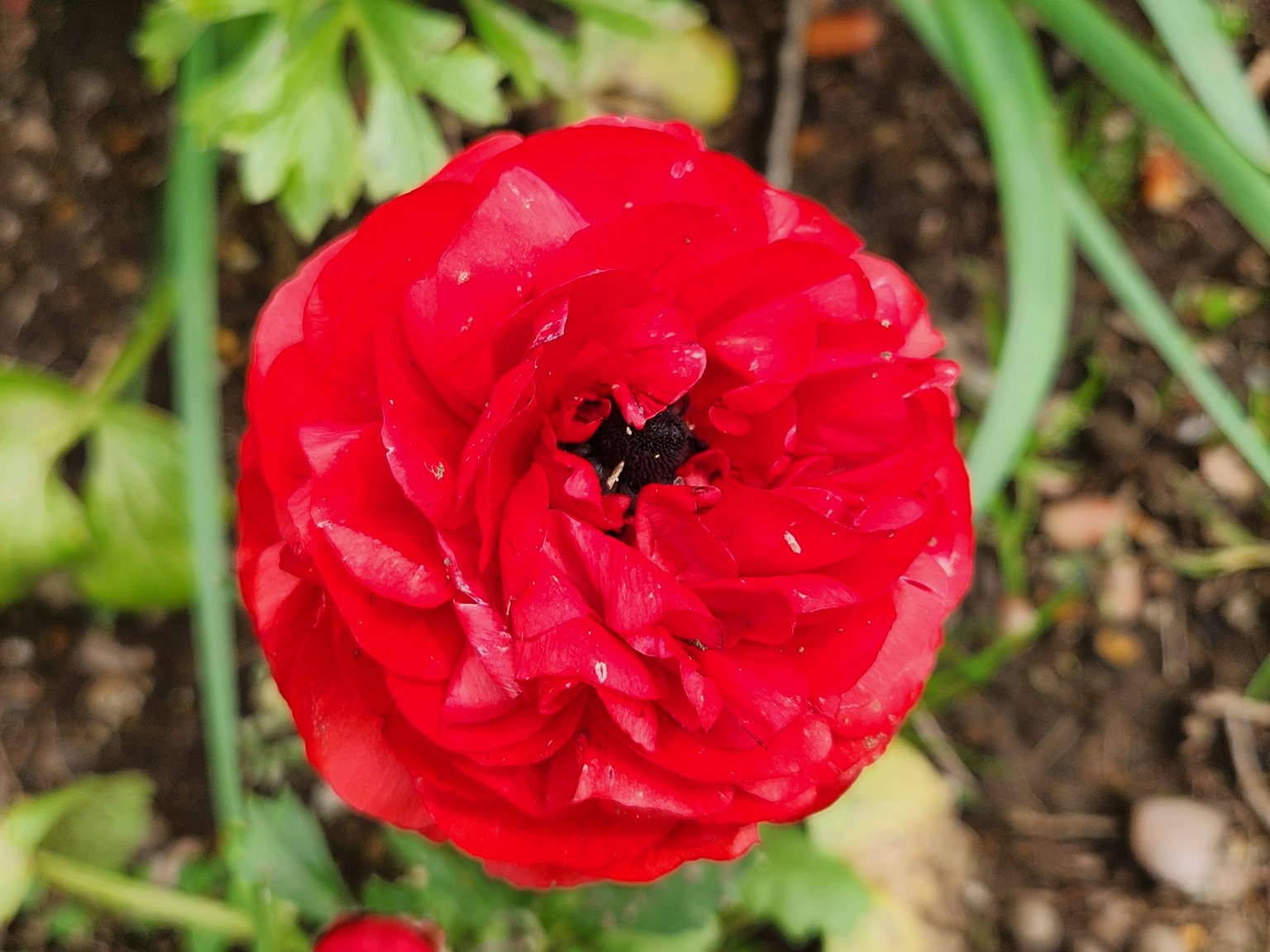 Imagen en primer plano de una vibrante flor de ranúnculo rojo