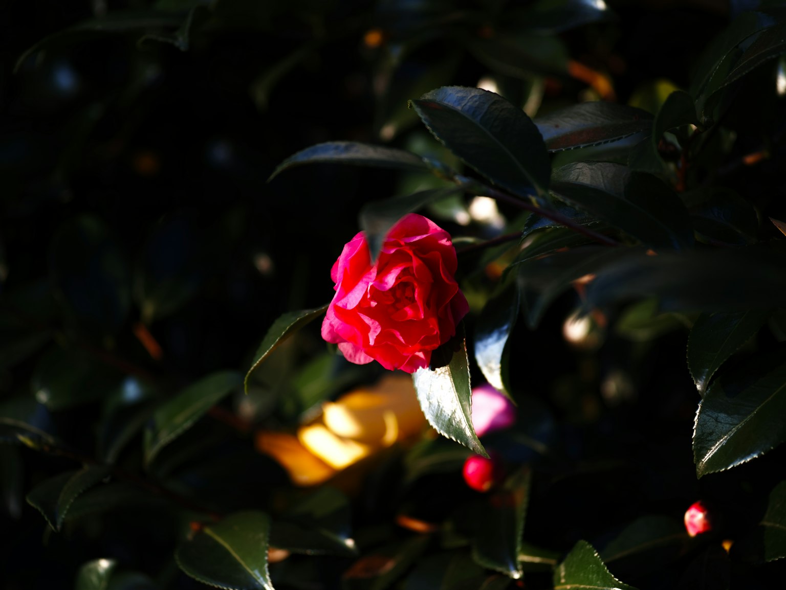 Bunga camelia merah cerah mekar di latar belakang gelap