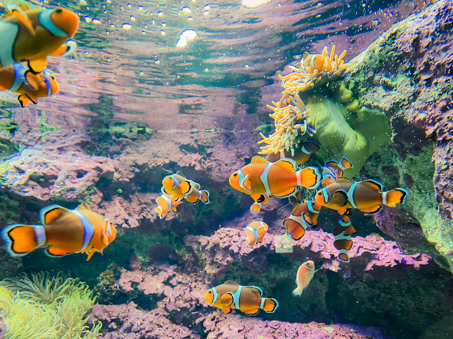 Bunte Clownfische schwimmen unter Wasser mit lebhaften Korallen und Lichtreflexionen