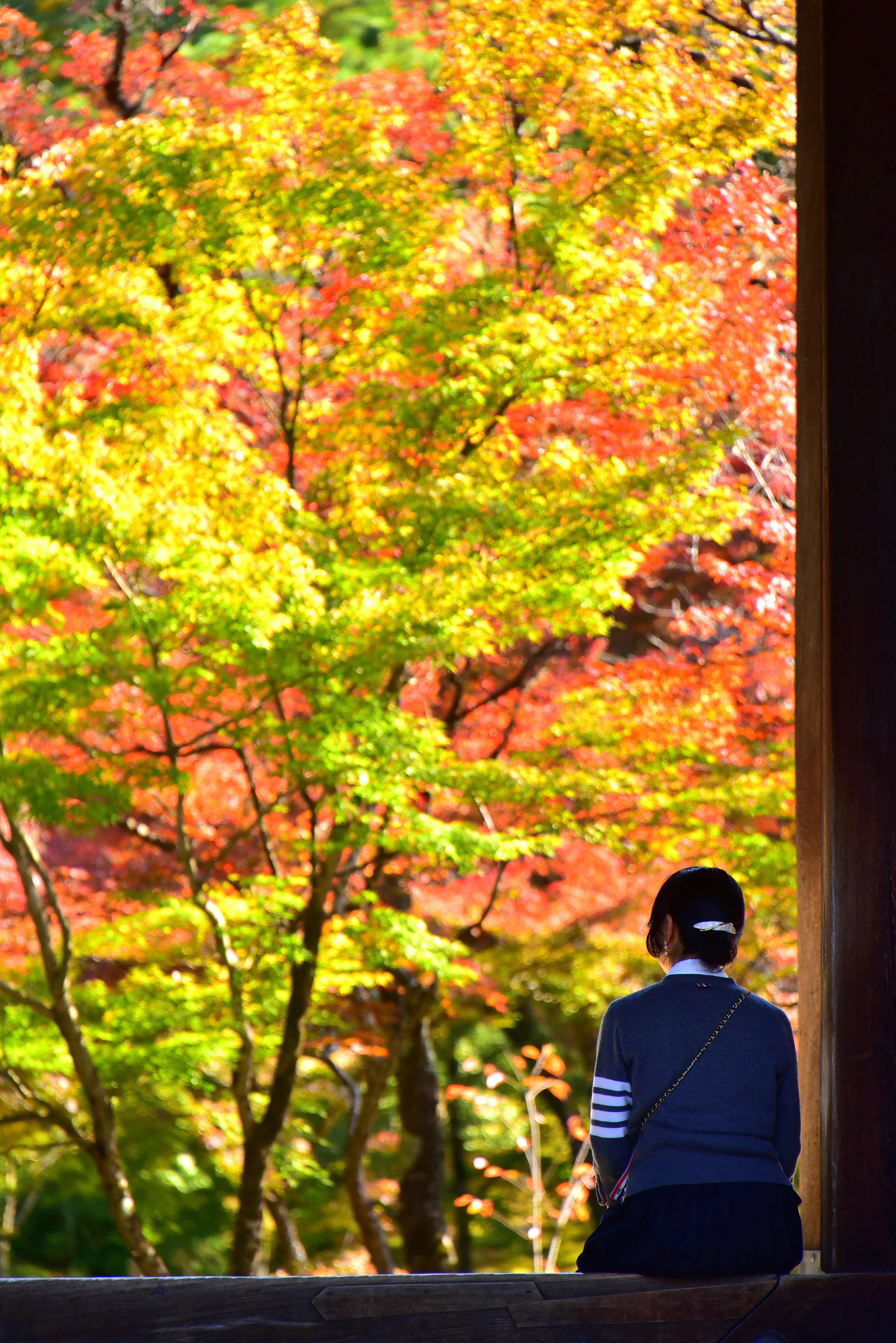 紅葉の木々を眺める社寺の境内の景色