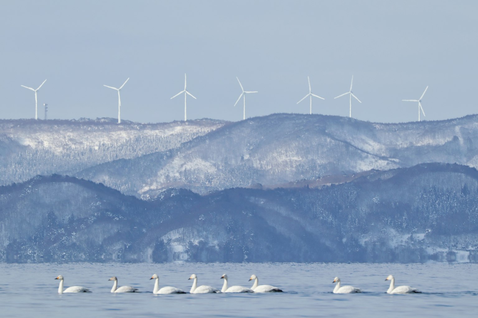 Eine Gruppe von Schwänen, die im Wasser schwimmen, mit schneebedeckten Bergen und Windkraftanlagen im Hintergrund
