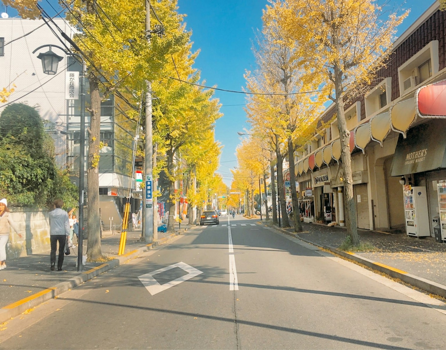 Street lined with ginkgo trees and blue sky