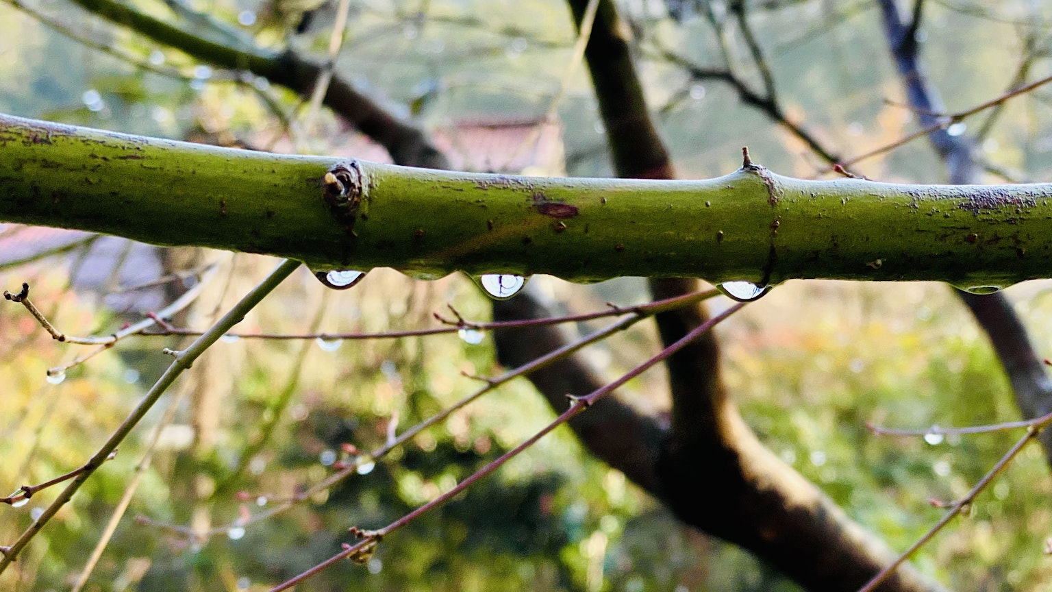 Scena naturale vibrante con gocce d'acqua su un ramo verde