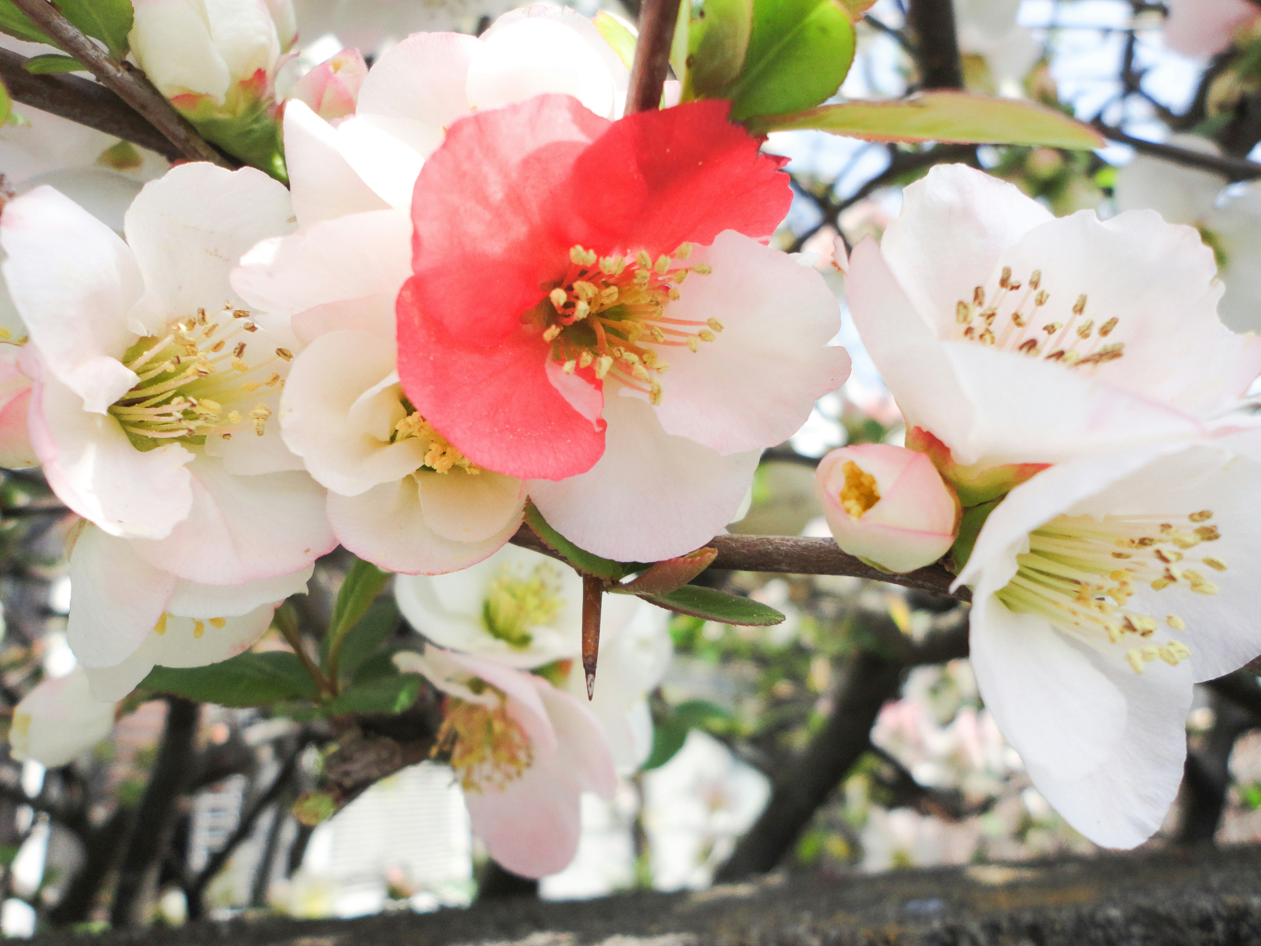 close-up of white and pink blossoms on a branch