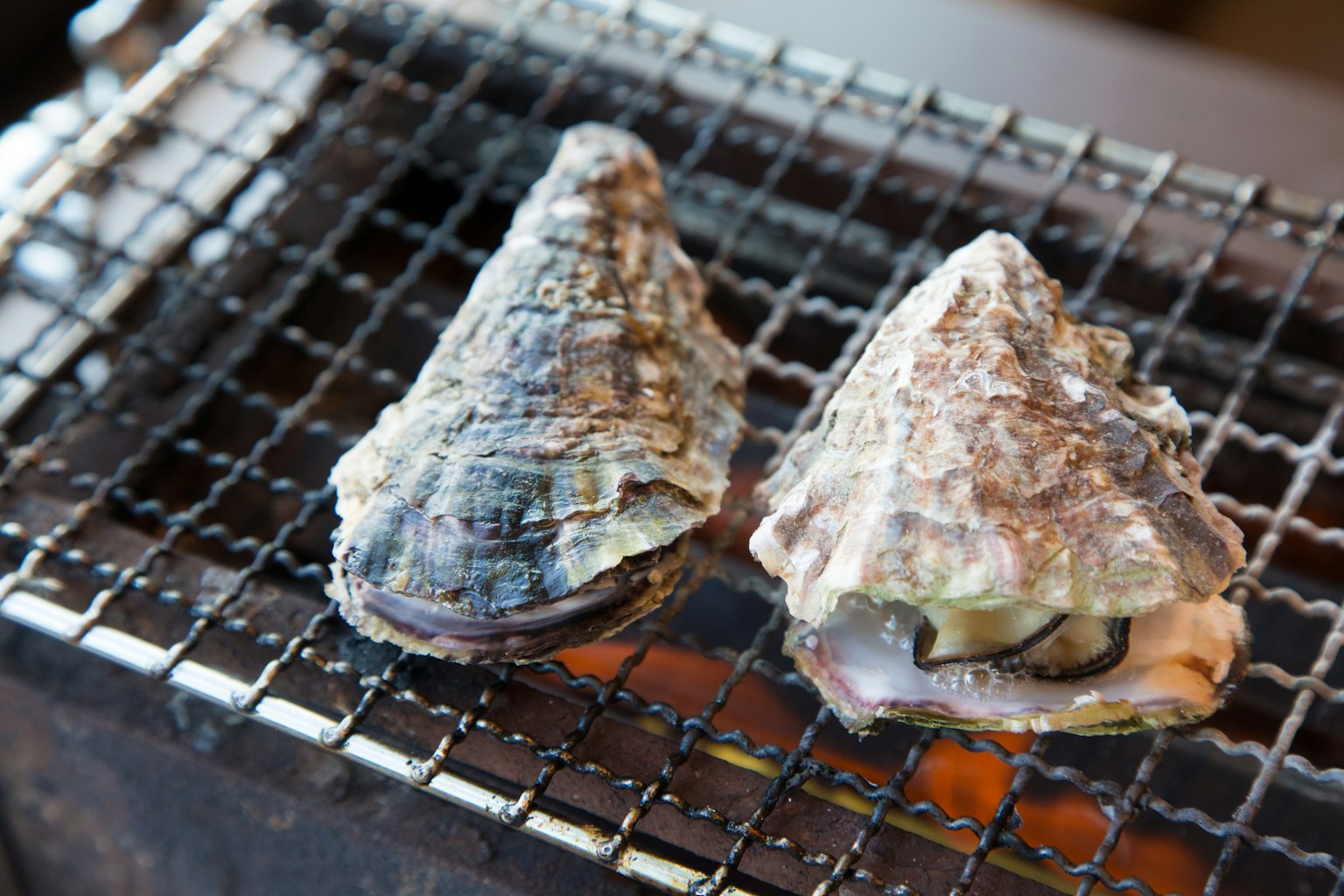 Zwei gegrillte Muscheln auf einem Gitter über Kohlen