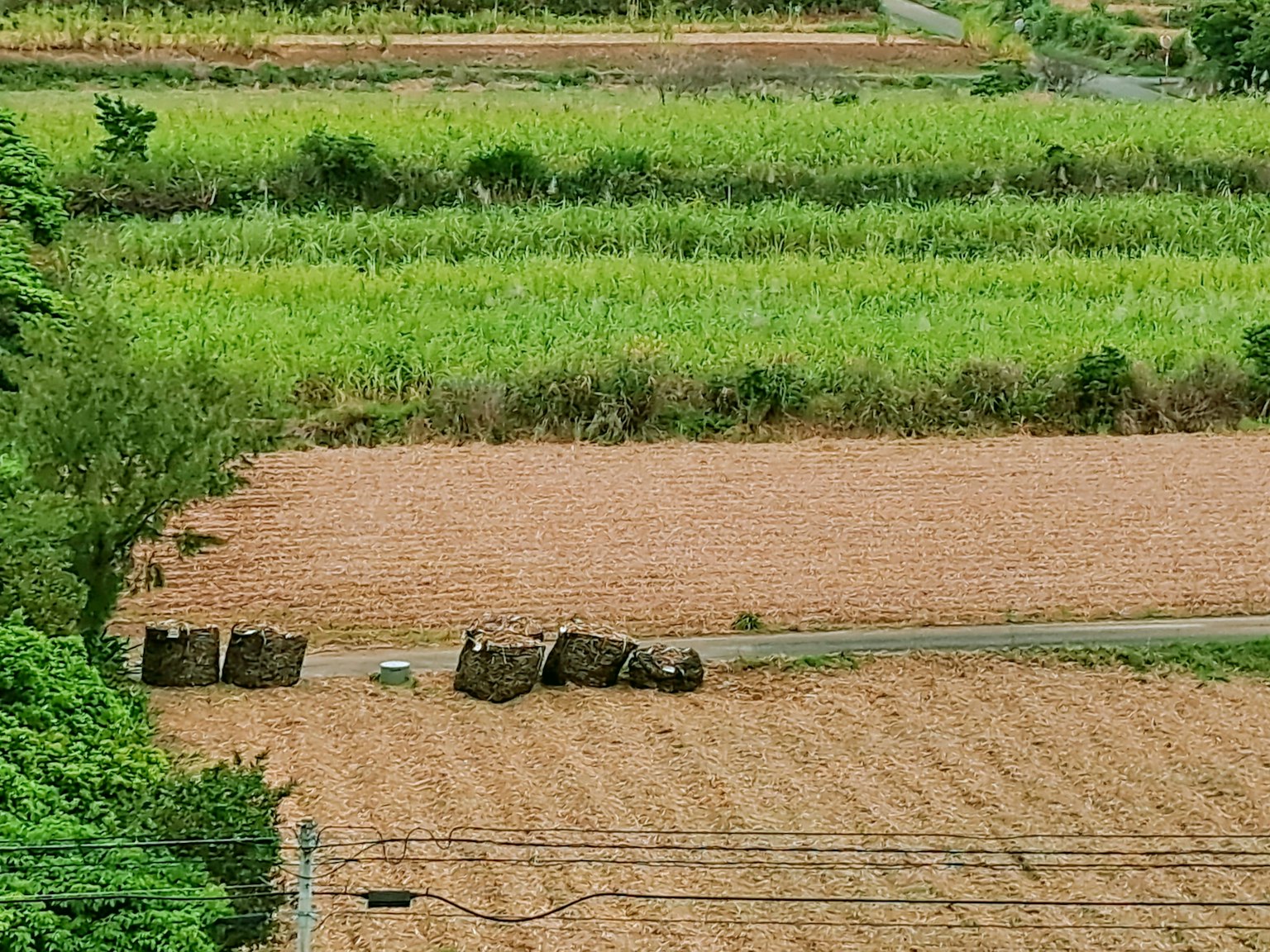 Paisaje con campos de arroz verdes y tierras secas con grandes piedras dispuestas