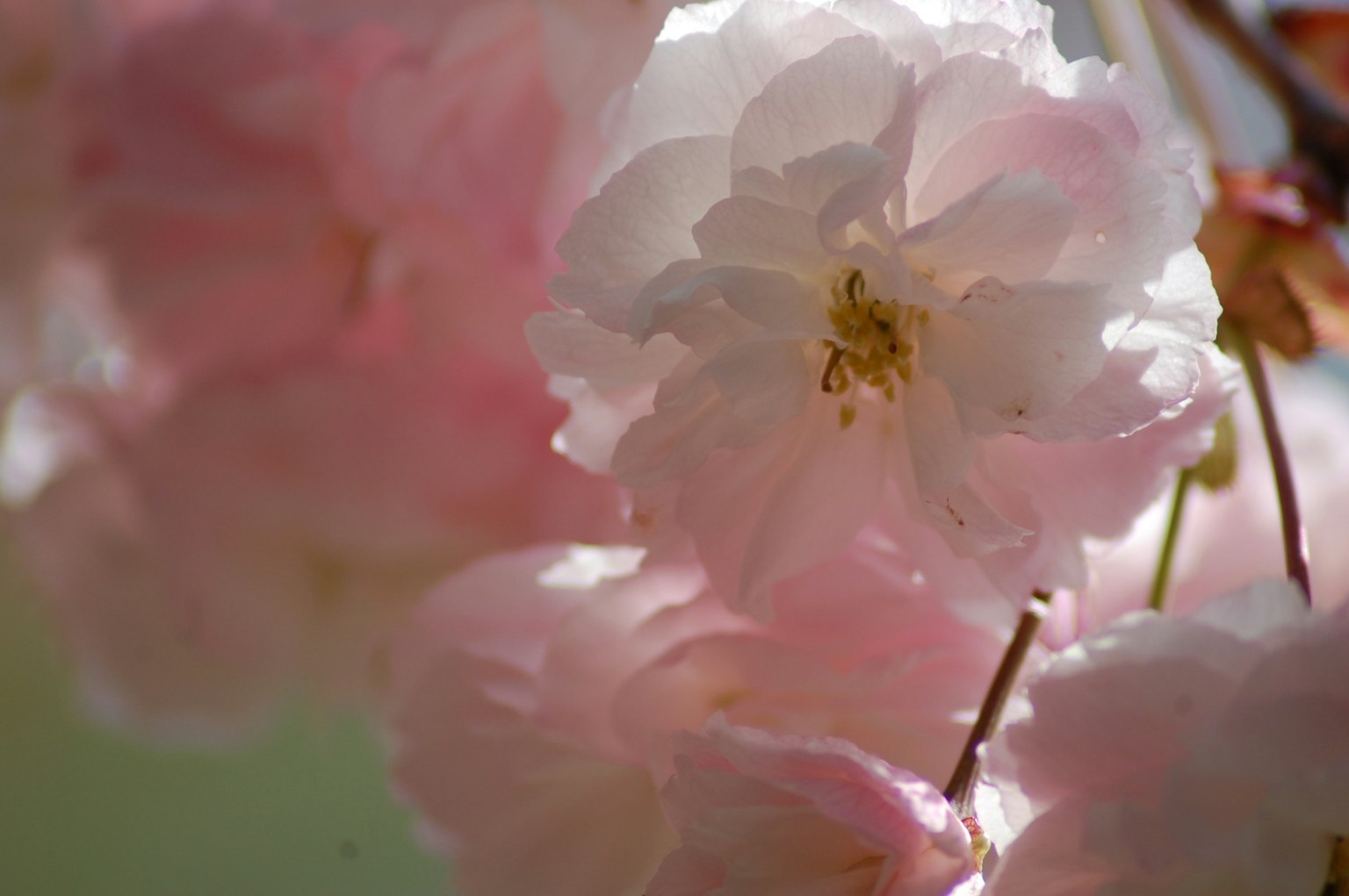 Bunga sakura merah muda yang halus sedang mekar