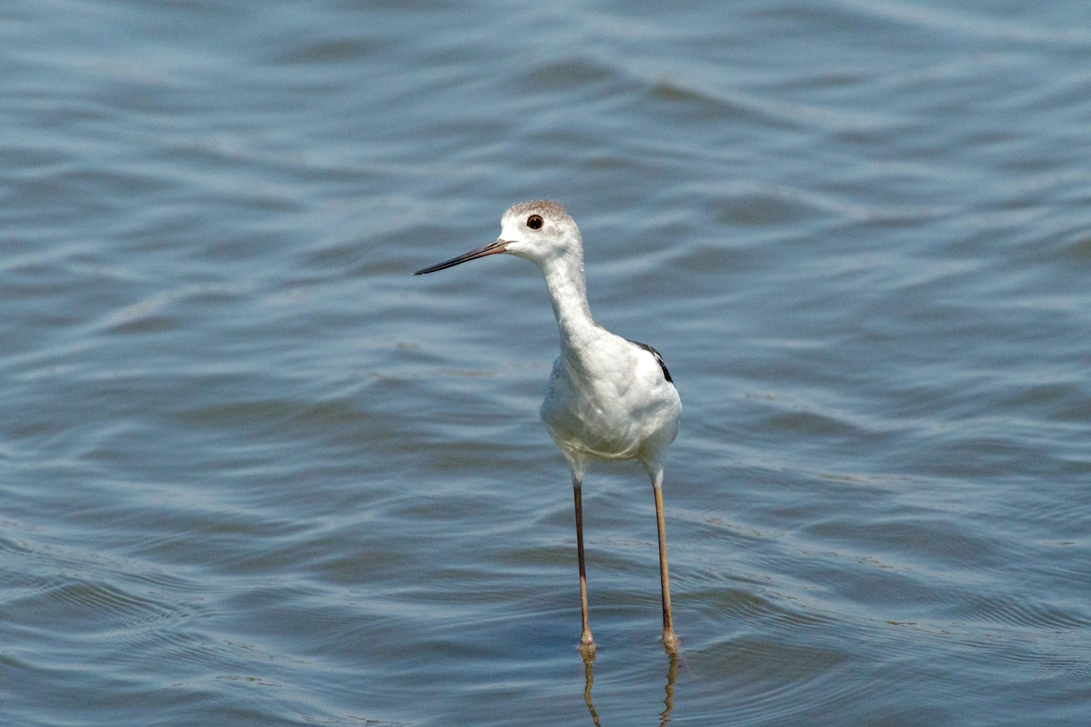 Un oiseau blanc debout dans l'eau peu profonde