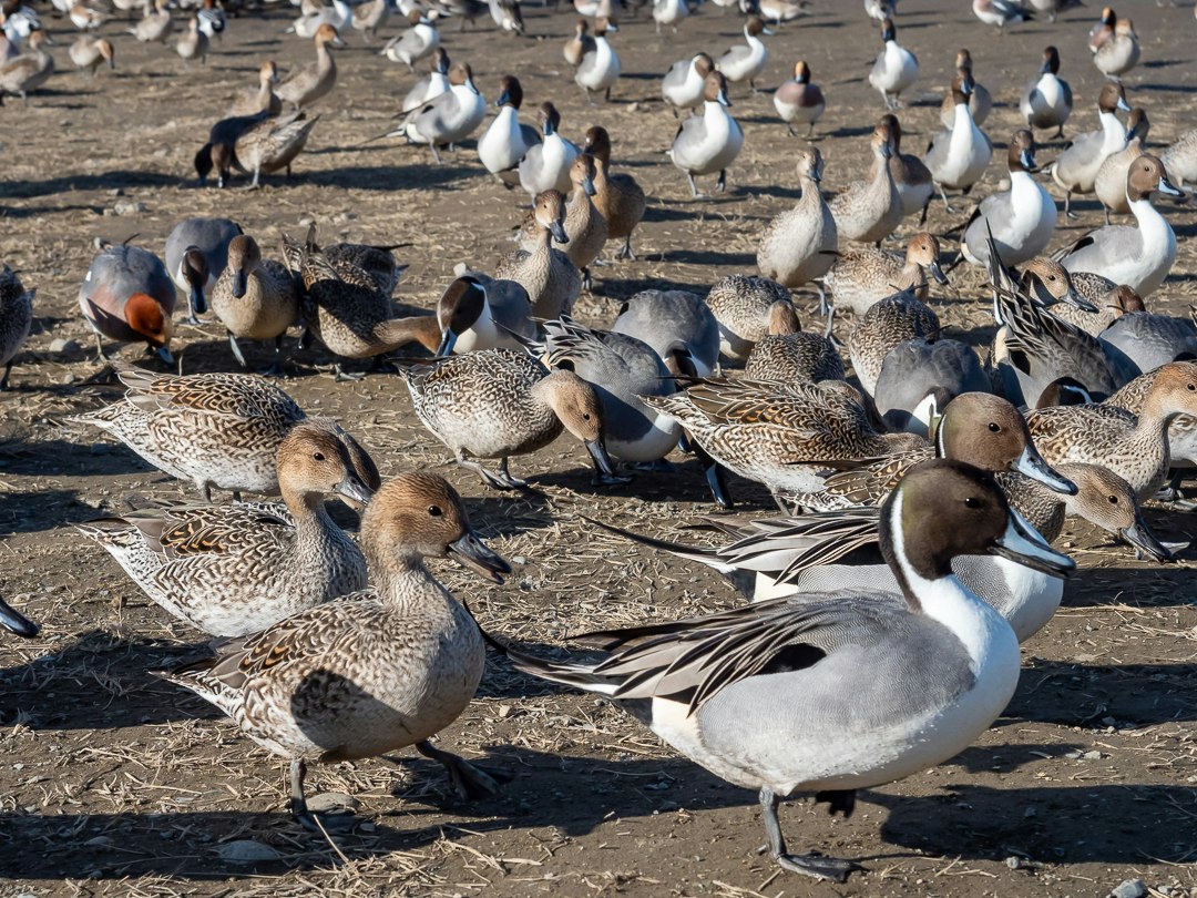 ducks and geese gathered on a tidal flat