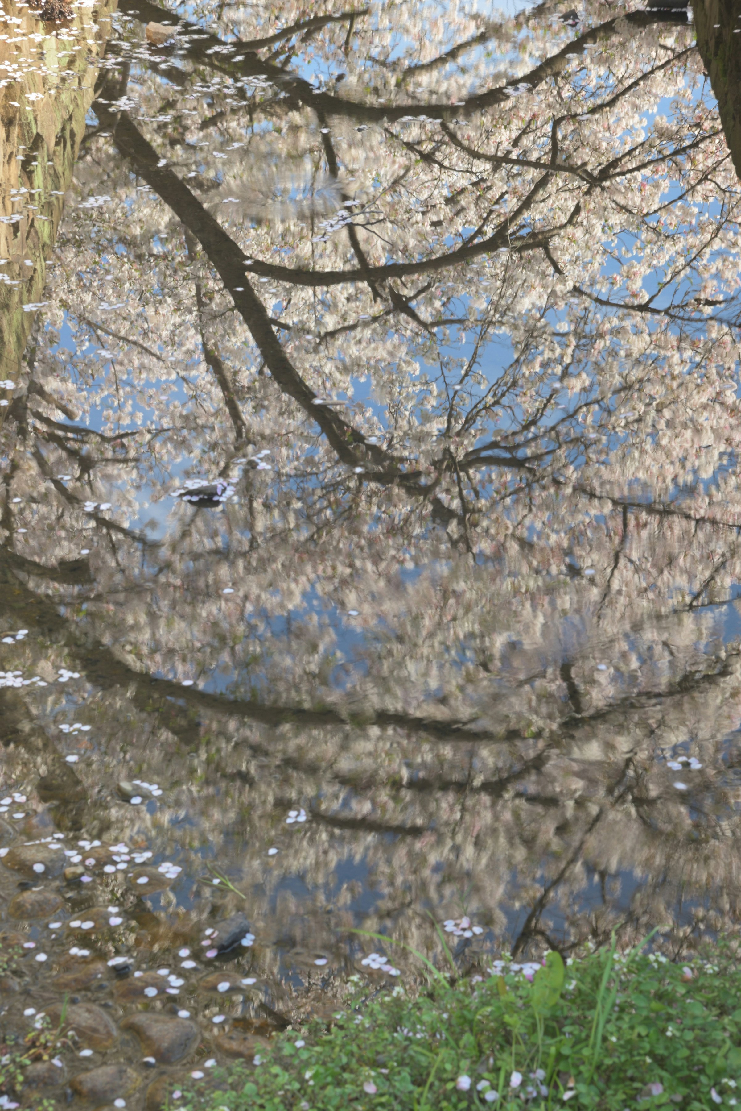 桜の枝と花びらが舞う春の庭の風景
