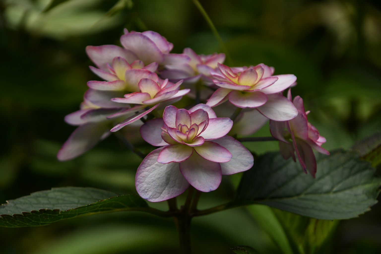 Ein schöner Strauß aus hellvioletten Blumen