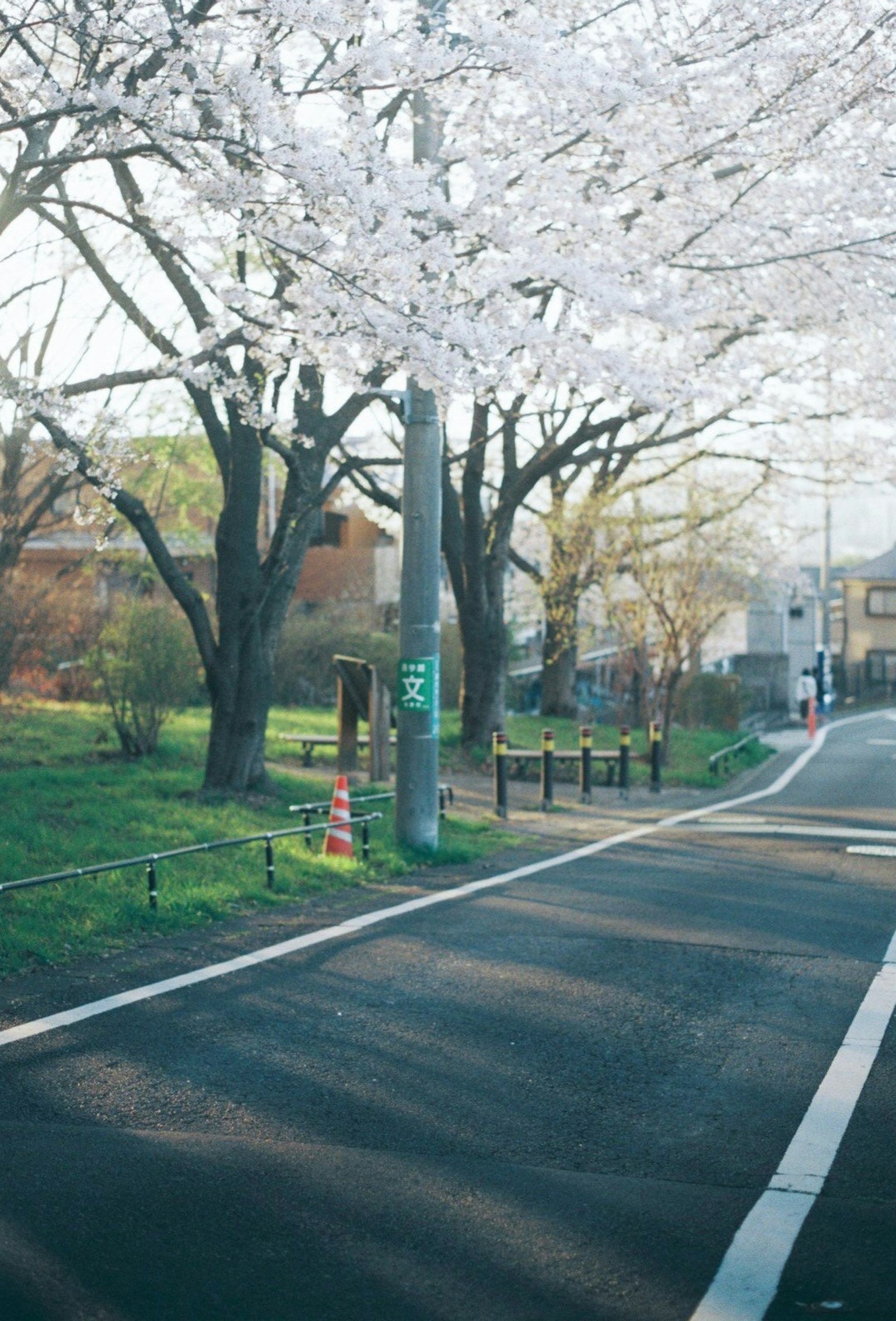 Strada tranquilla fiancheggiata da alberi di ciliegio in fiore e parco verde