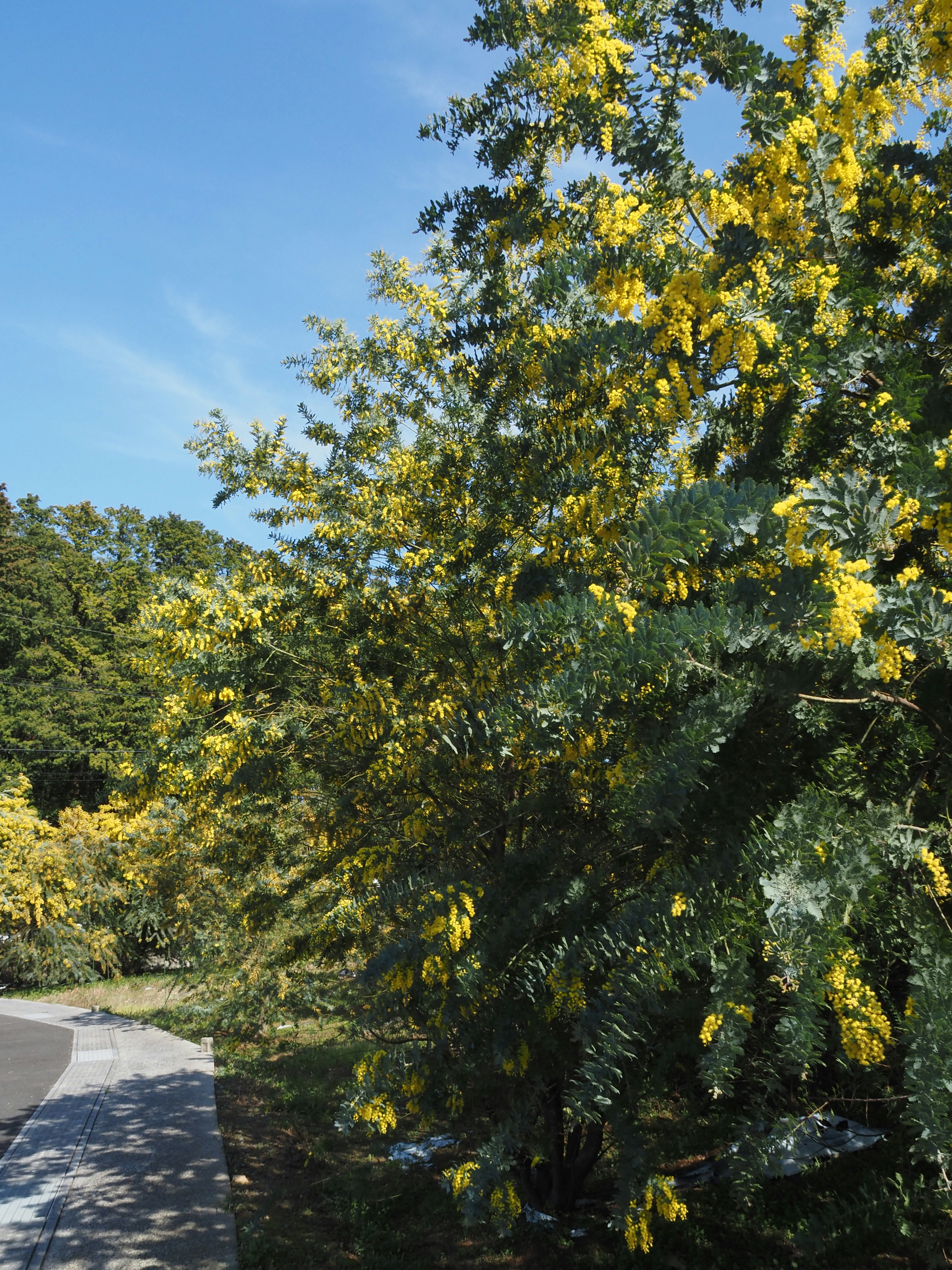 ミモザの花に囲まれた屋外の小道沿いの木々