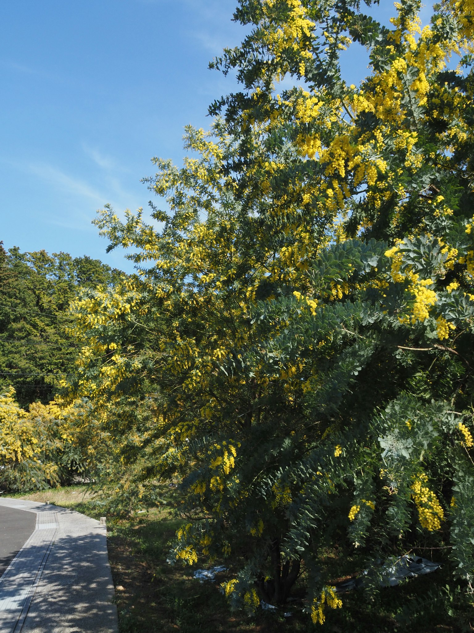 Side view of a tree with yellow flowers under a blue sky