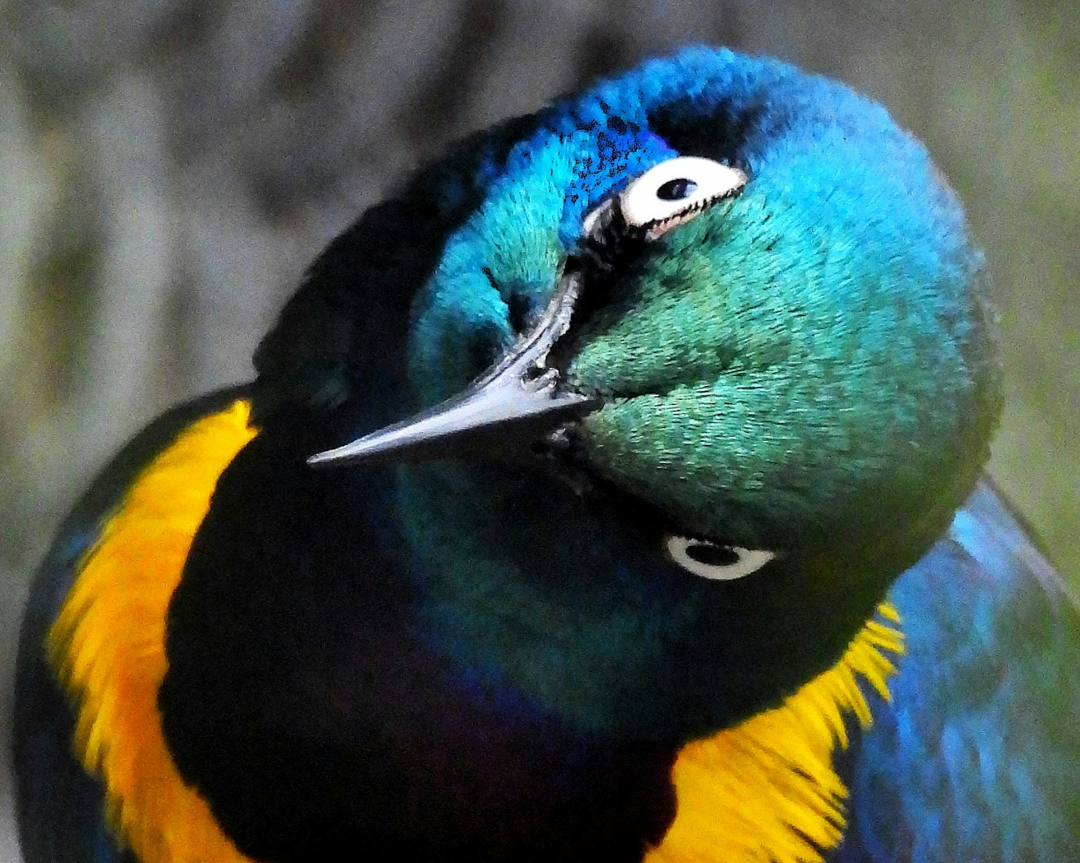 Un uccello colorato con piume blu e gialle vivaci che inclina la testa