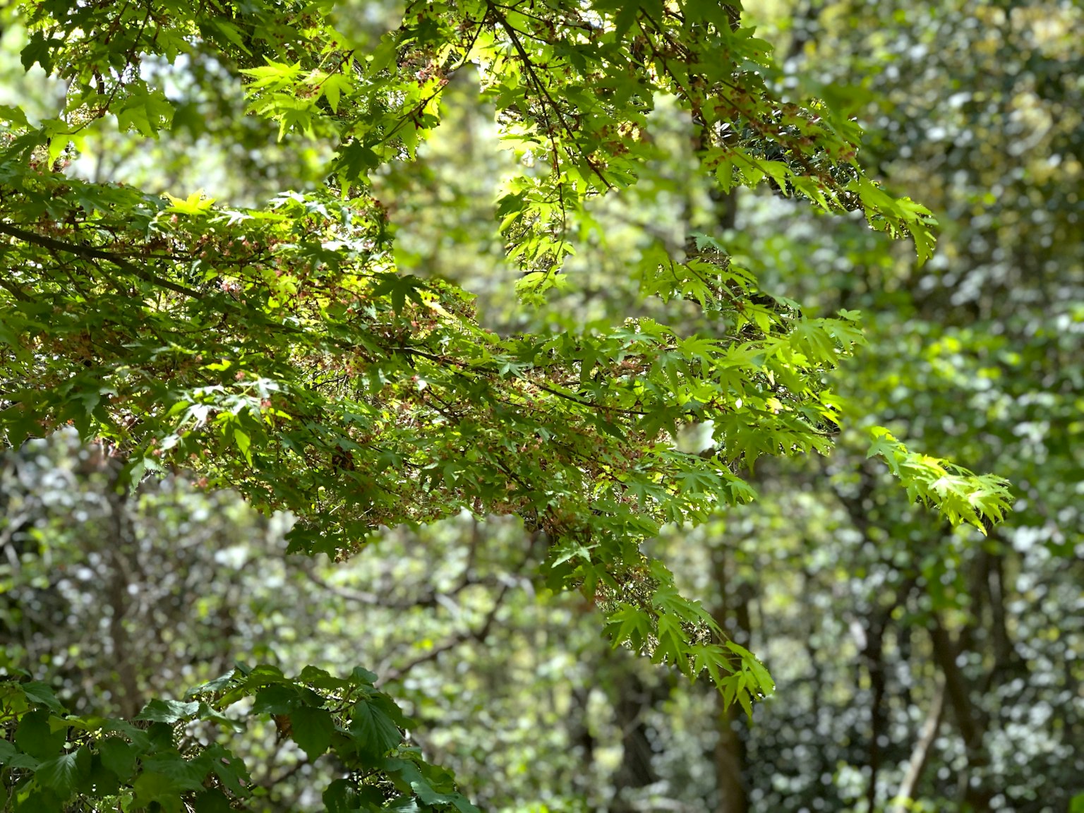 Soft light filtering through lush green leaves in a forest
