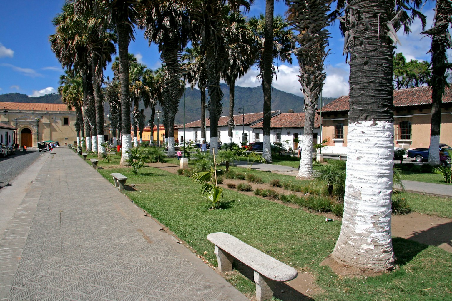 沿着小路的棕榈树与绿色花园的风景
