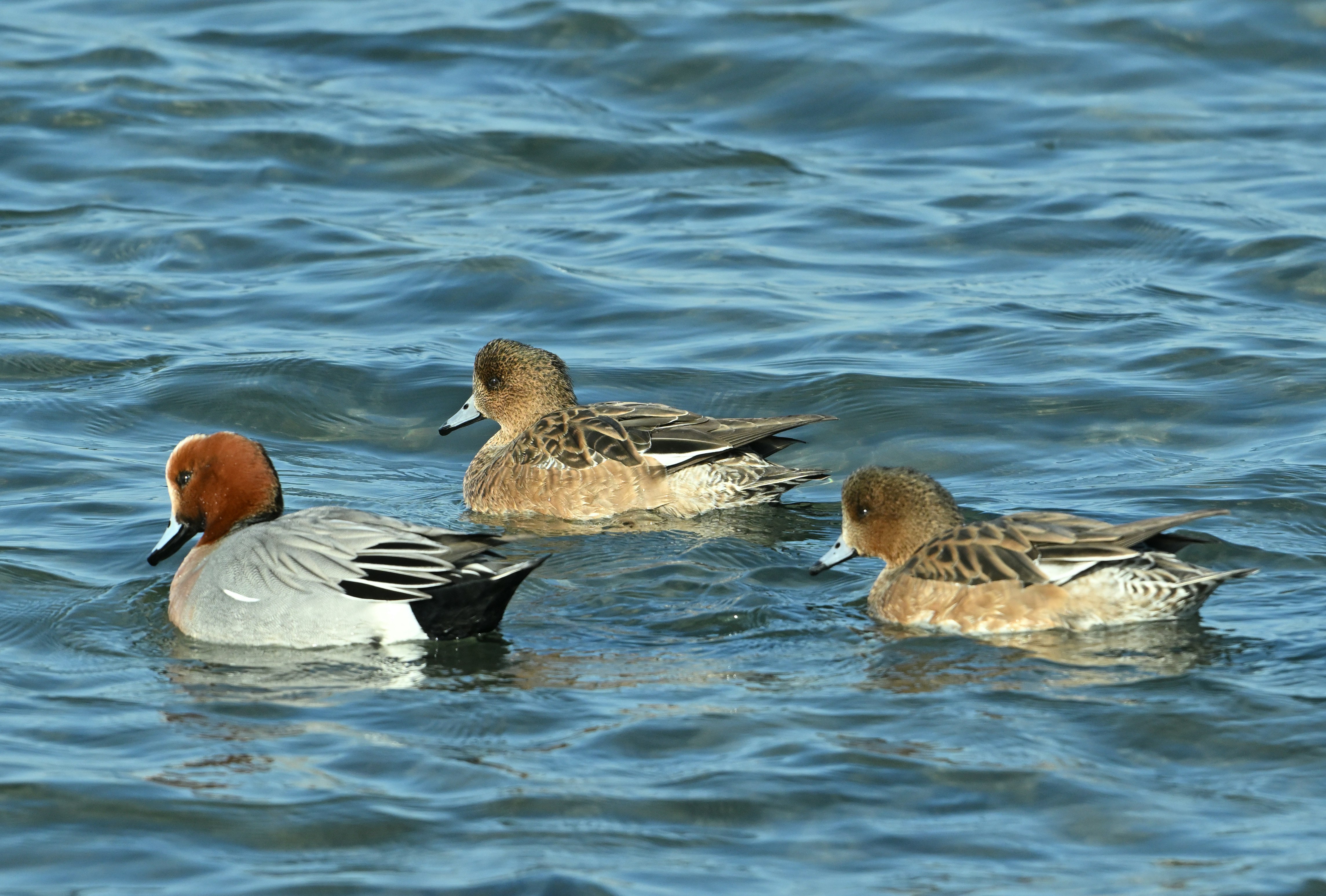 ducks and mallards swimming on a lake surface