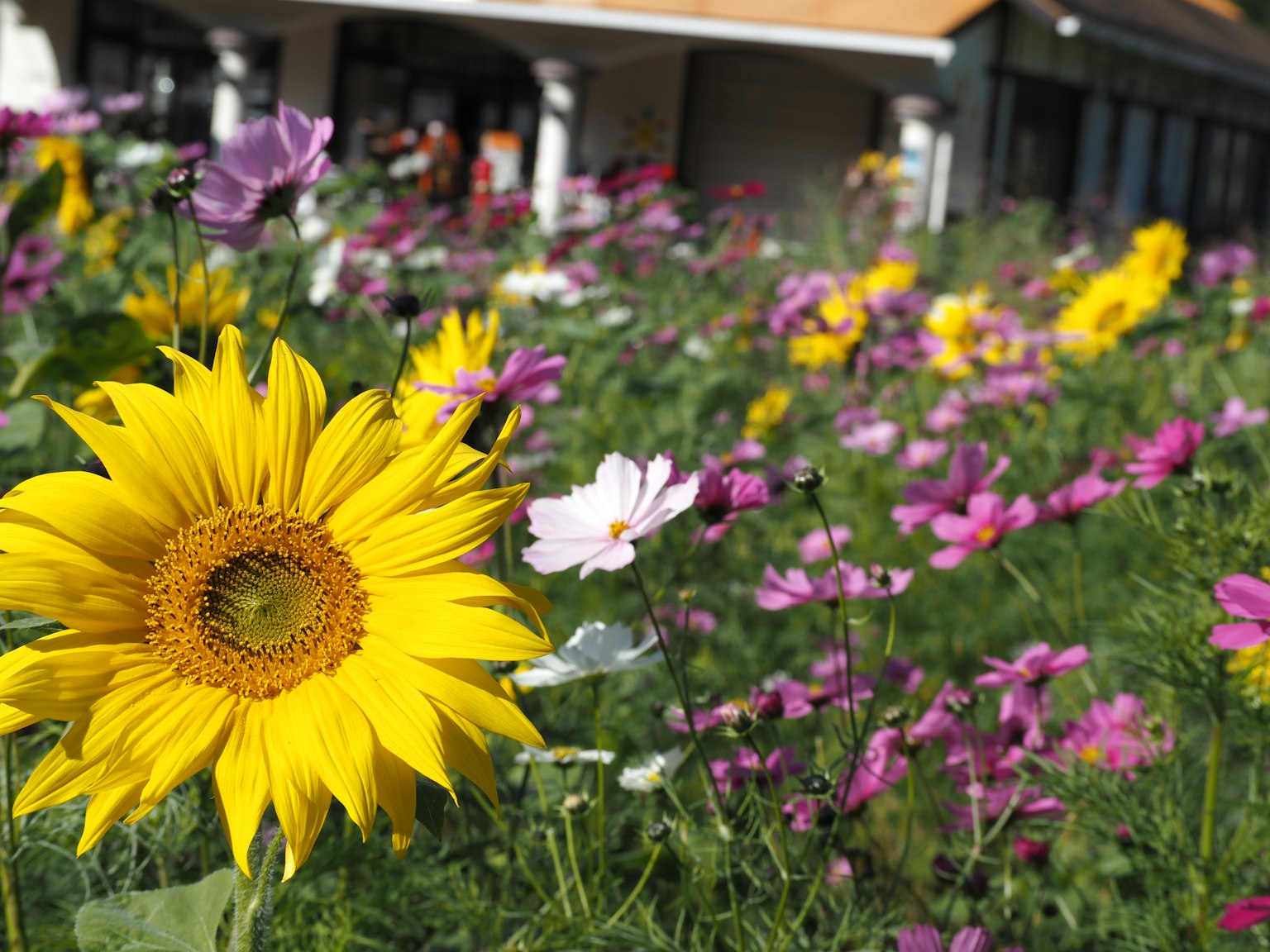 다채로운 꽃들 사이에 두드러진 해바라기가 있는 생기 넘치는 정원