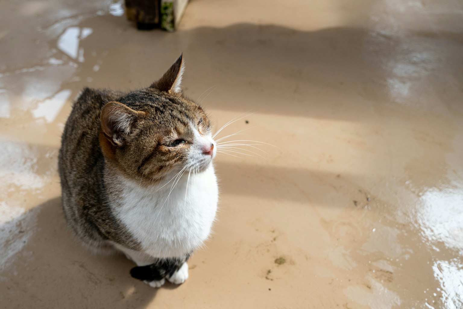 Profilo di un gatto che si gode il sole