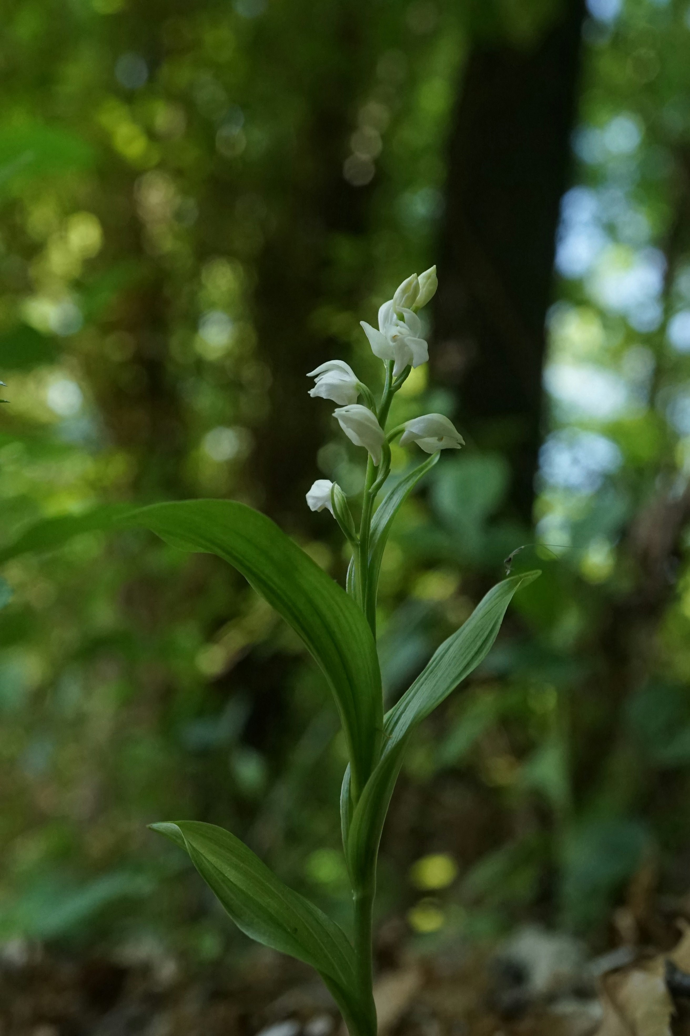 Hoa lan ginnan (Cephalanthera erecta) nở trong rừng ở Ueda