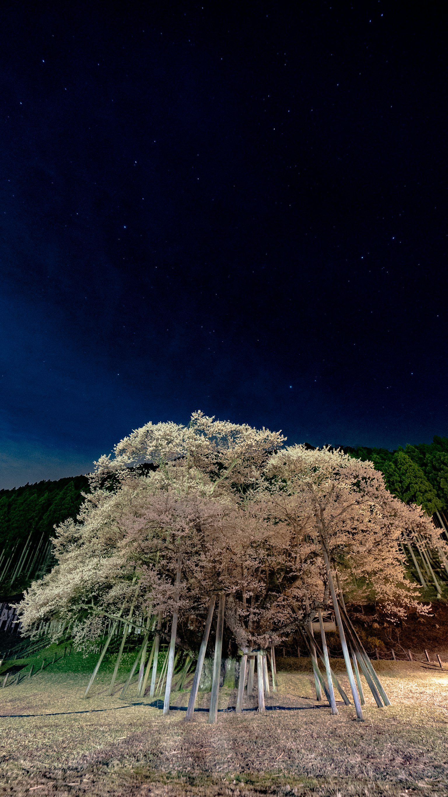 Grupo de árboles blancos bajo un cielo estrellado