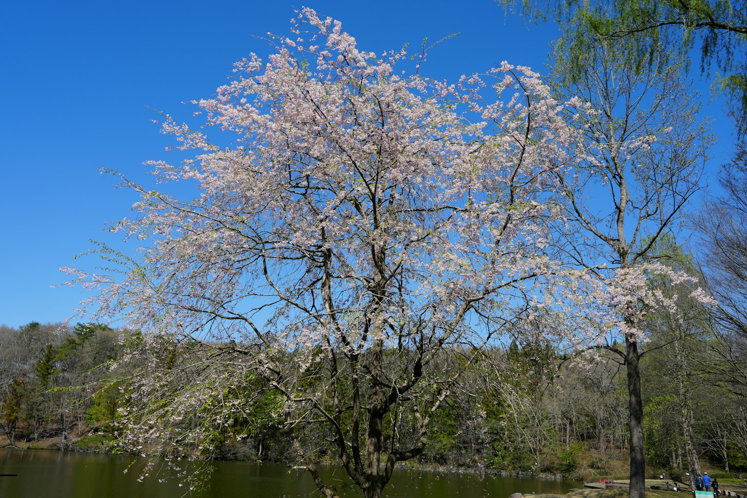 Pohon sakura yang mekar di tepi danau yang tenang di bawah langit biru yang cerah