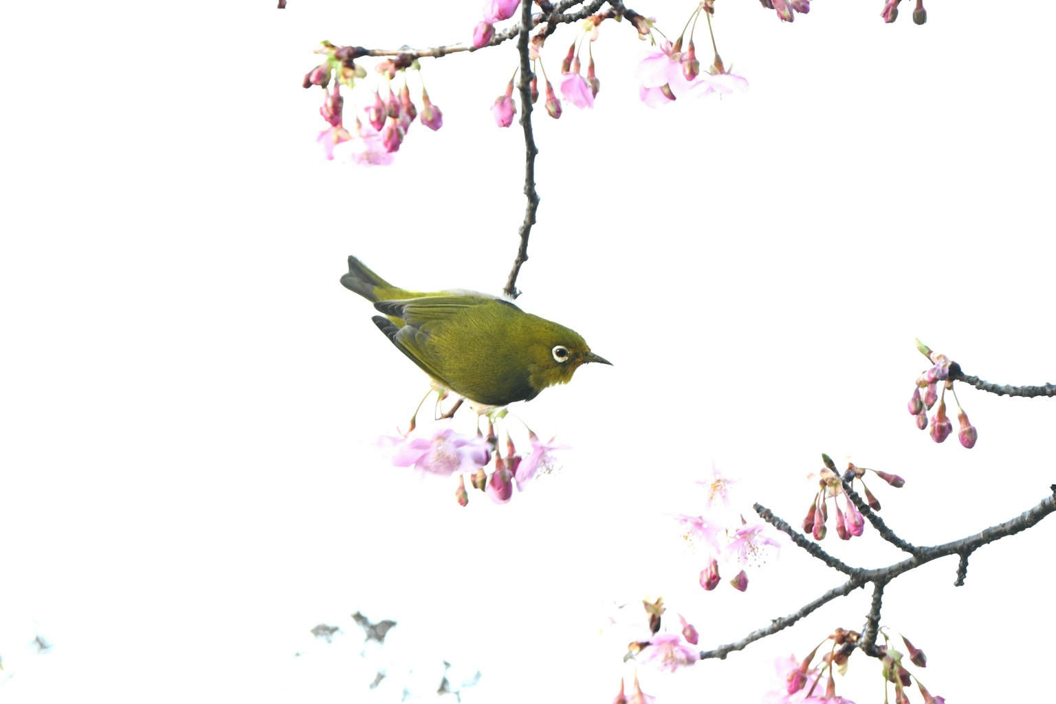 Burung hijau kecil di antara bunga sakura