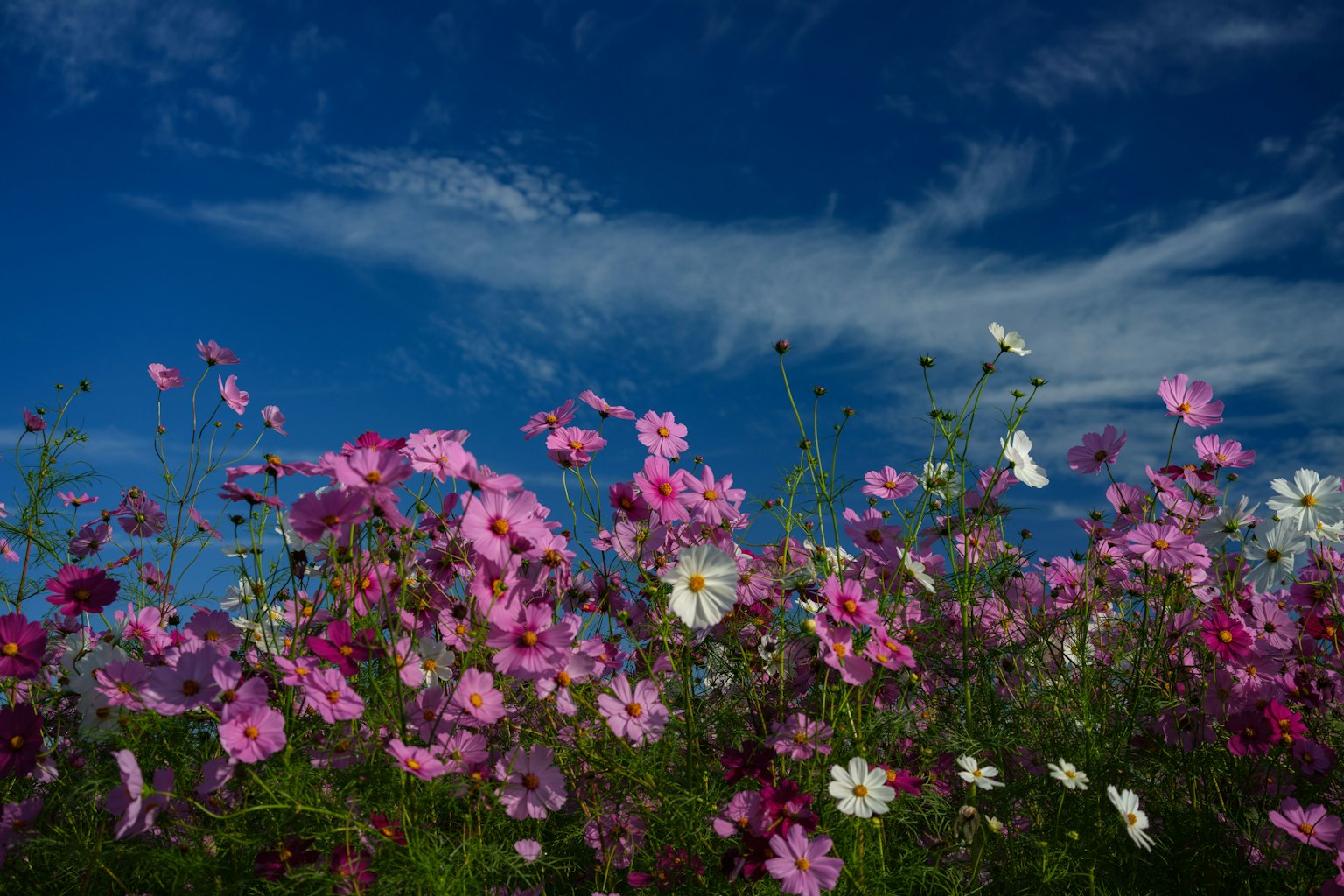 Colorful cosmos flowers blooming under a blue sky