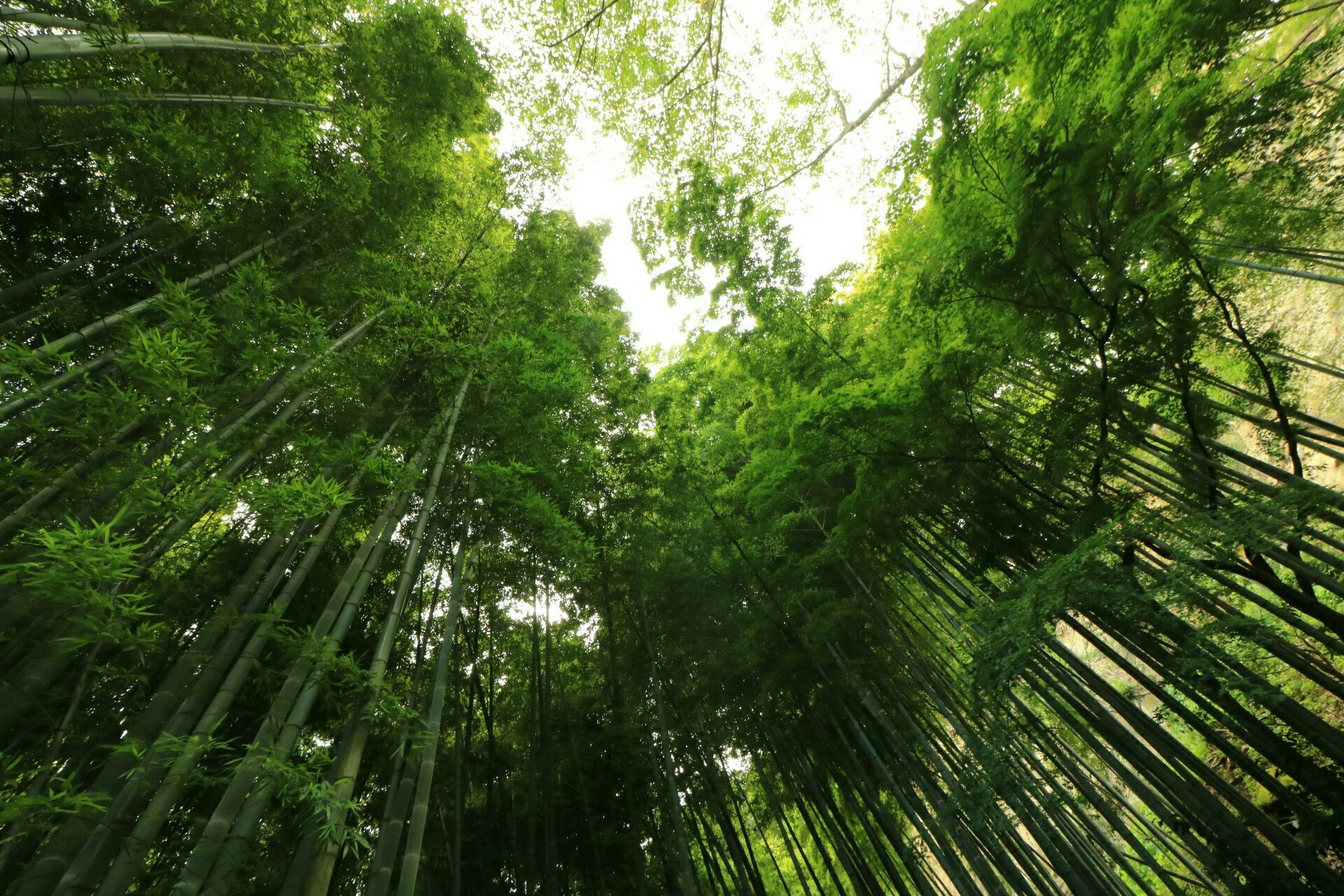竹林の緑の葉が光を透かす自然の景色