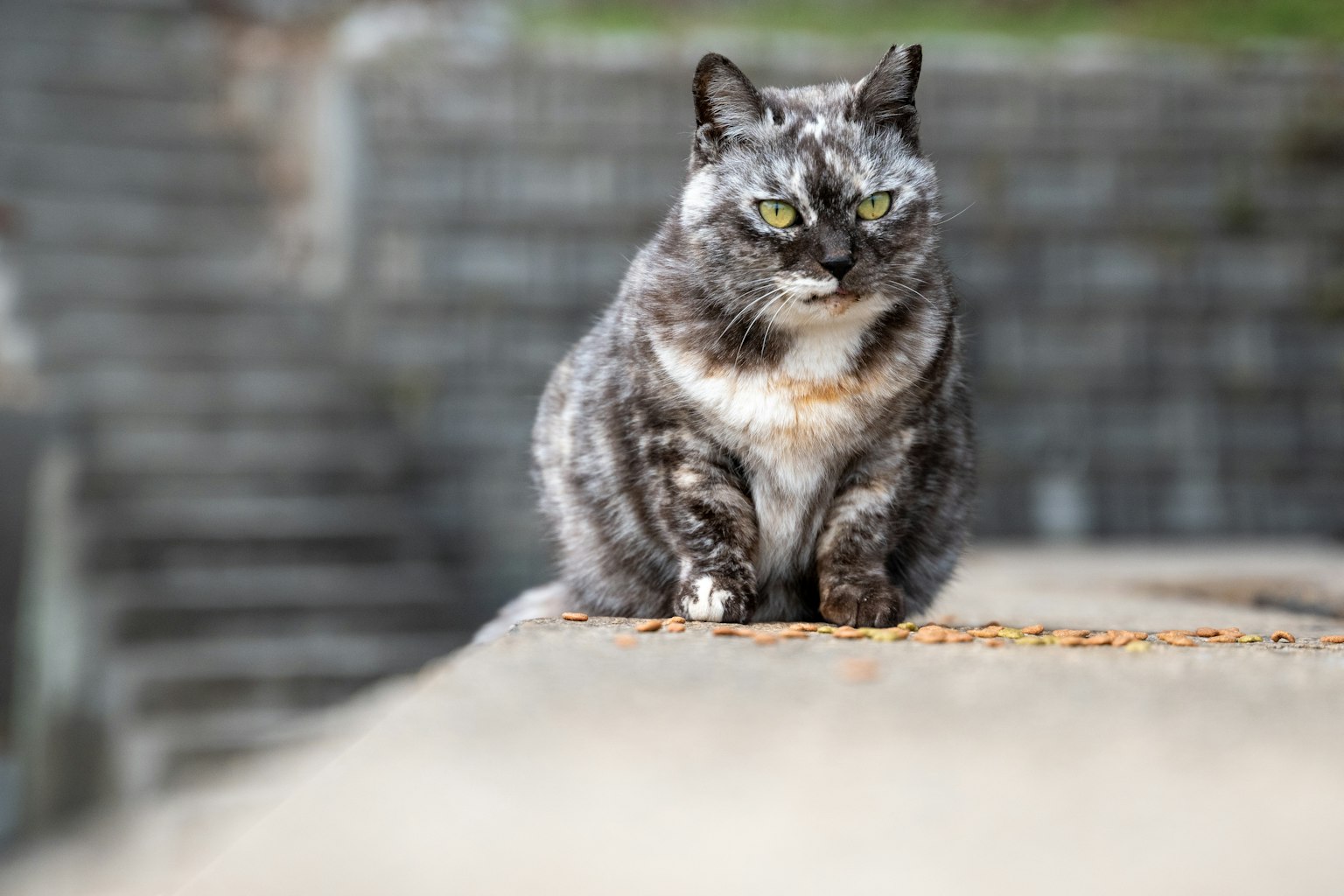 ํ์ ๊ณ ์์ด๊ฐ ์ฝํฌ๋ฆฌํธ ์์ ์์ ์ง์คํ ํ์ ์ผ๋ก ์๋ ๋ชจ์ต