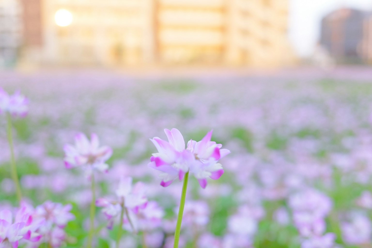 Campo de flores moradas pálidas con un edificio al fondo