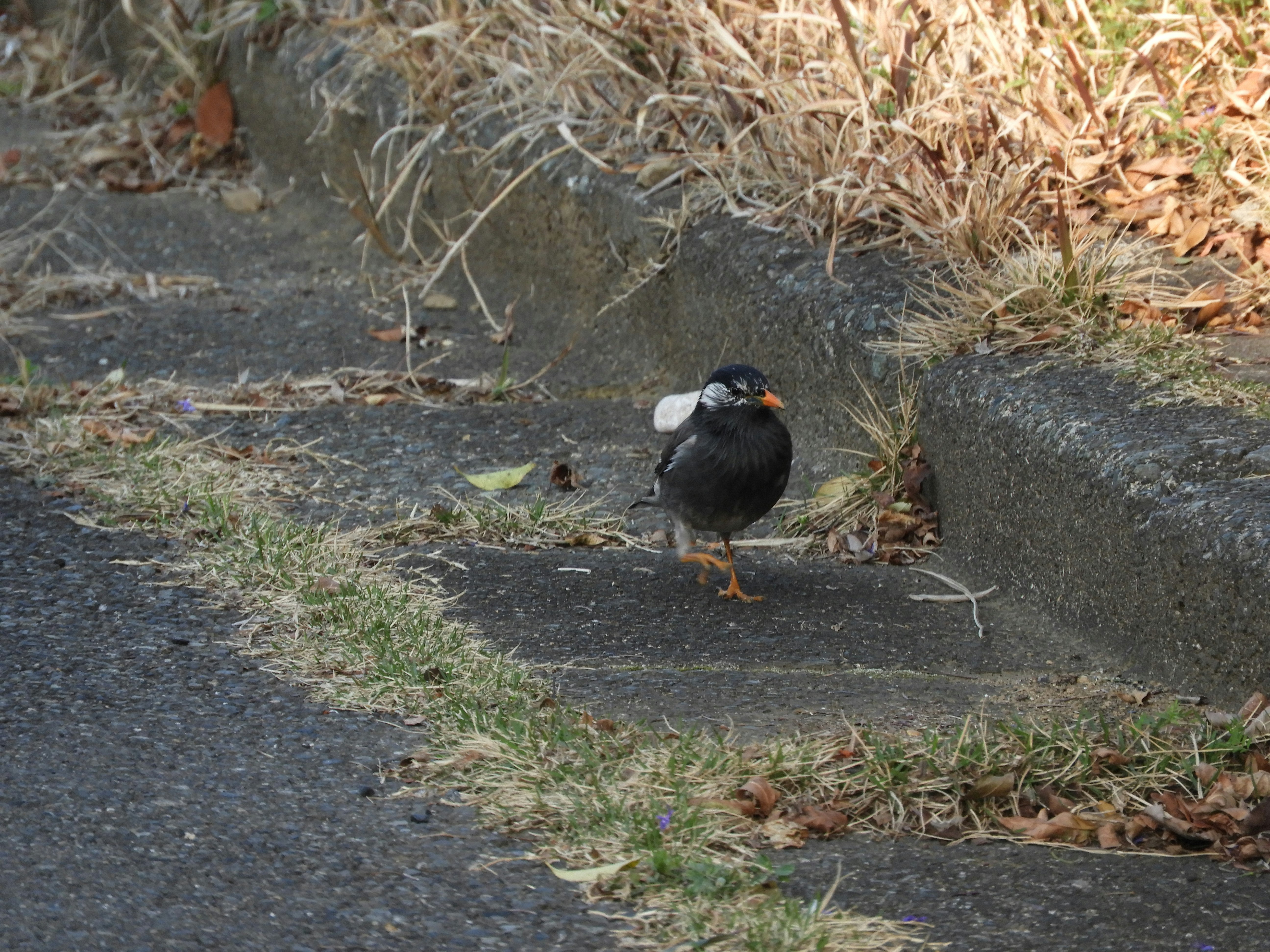 歩くムクドリのいる地面と草むら