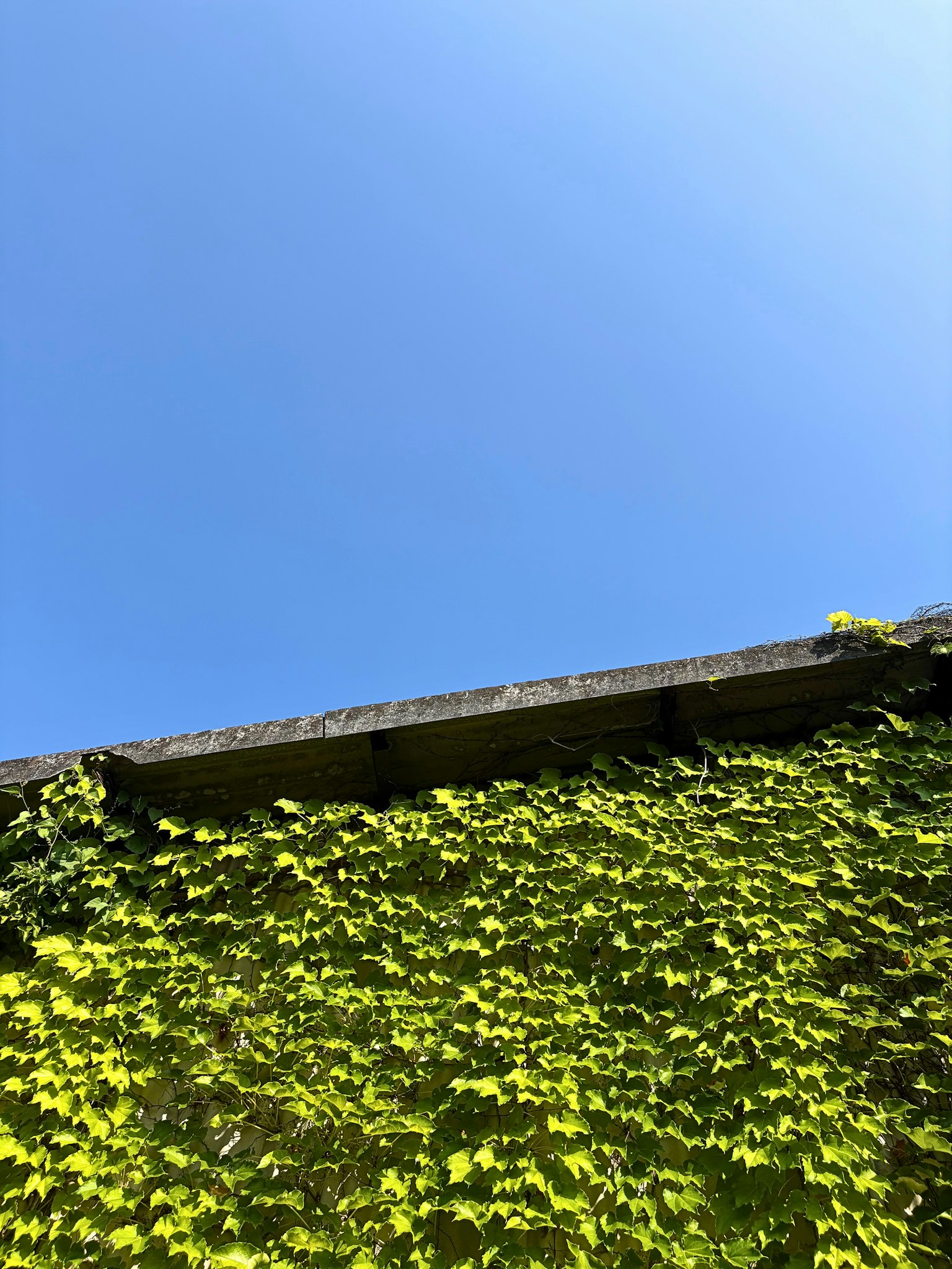 Una sección de una pared cubierta de hojas verdes bajo un cielo azul claro